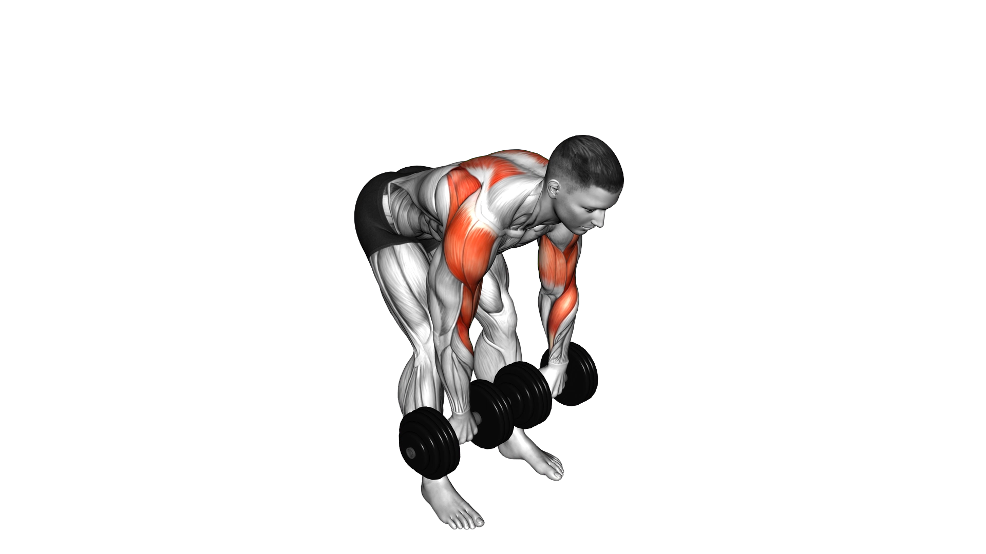 Dumbbell Bent Over Face Pull exercise demonstration