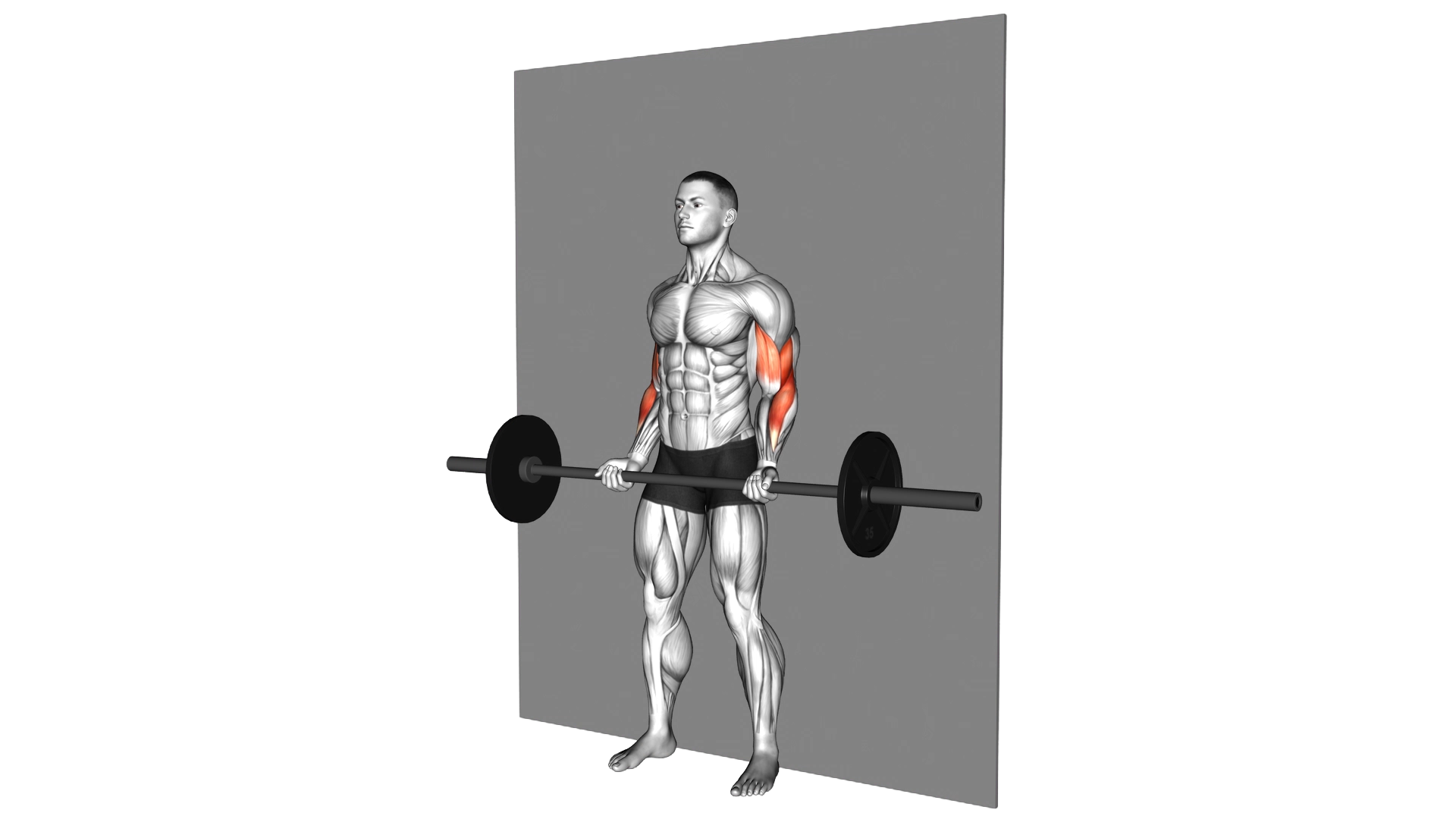Barbell Srtict Curl exercise demonstration