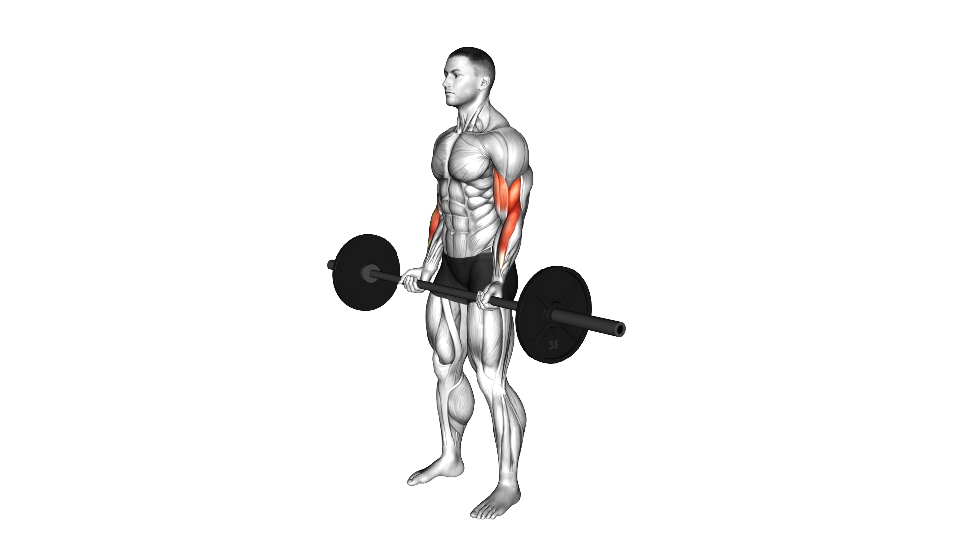 Cheat Curl exercise demonstration
