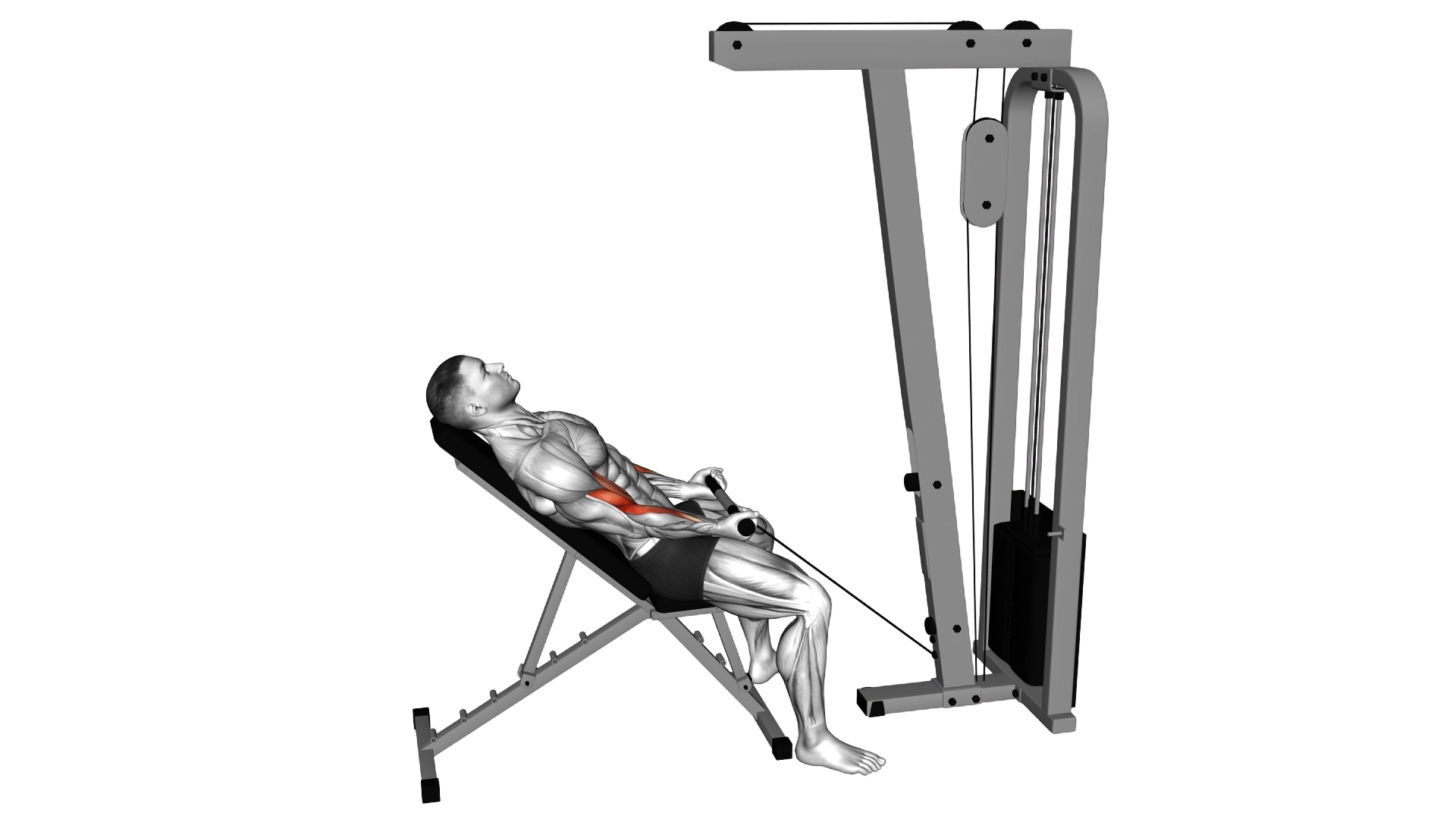 Cable Incline Biceps Curl exercise demonstration