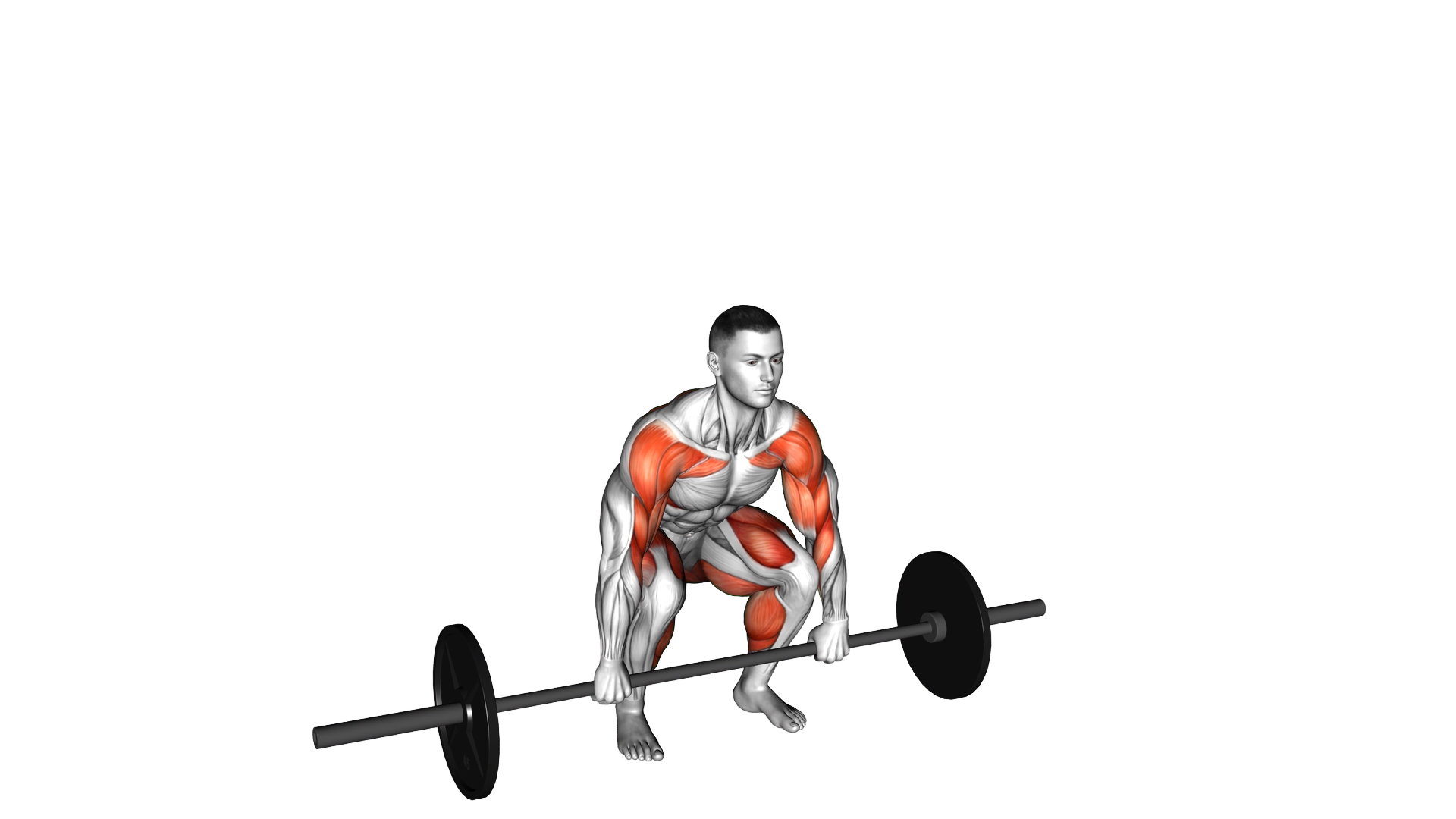 Barbell Clean High Pull exercise demonstration
