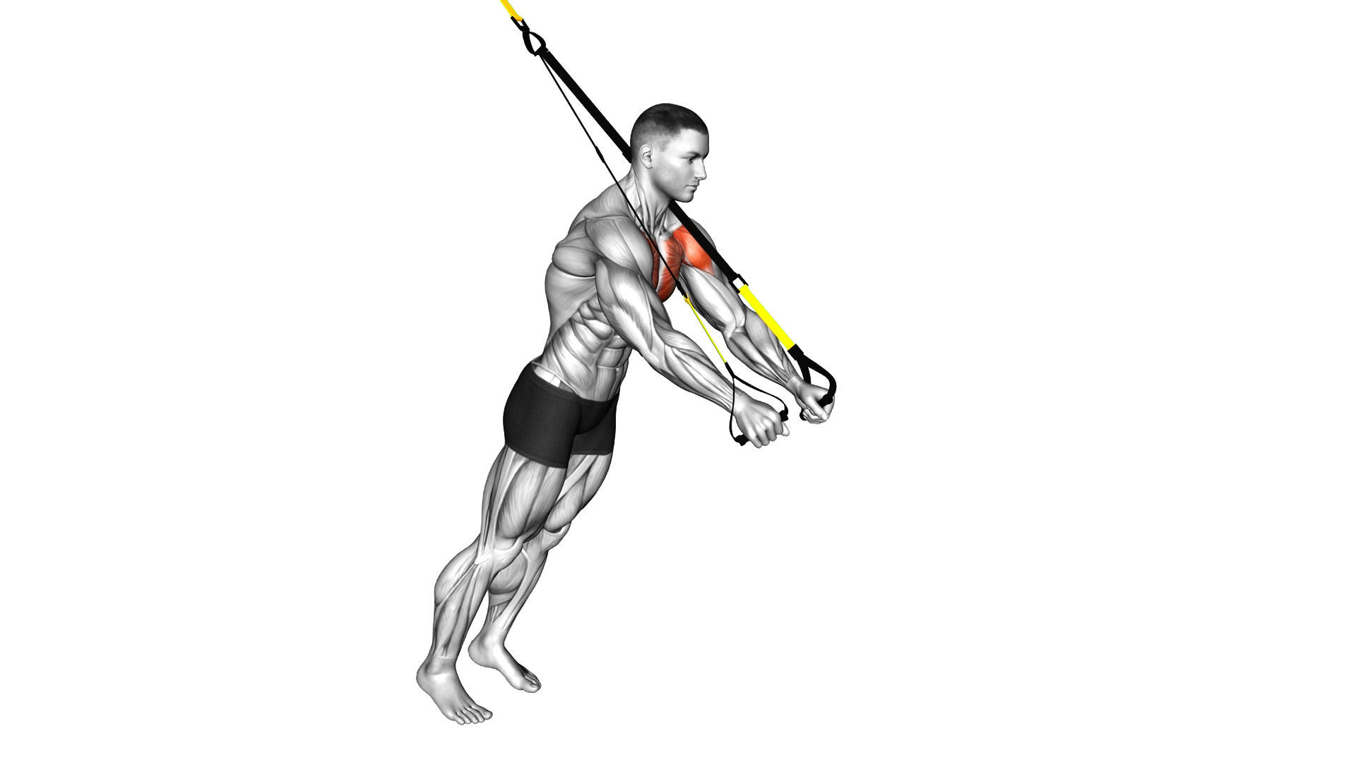 Suspension Fly exercise thumbnail
