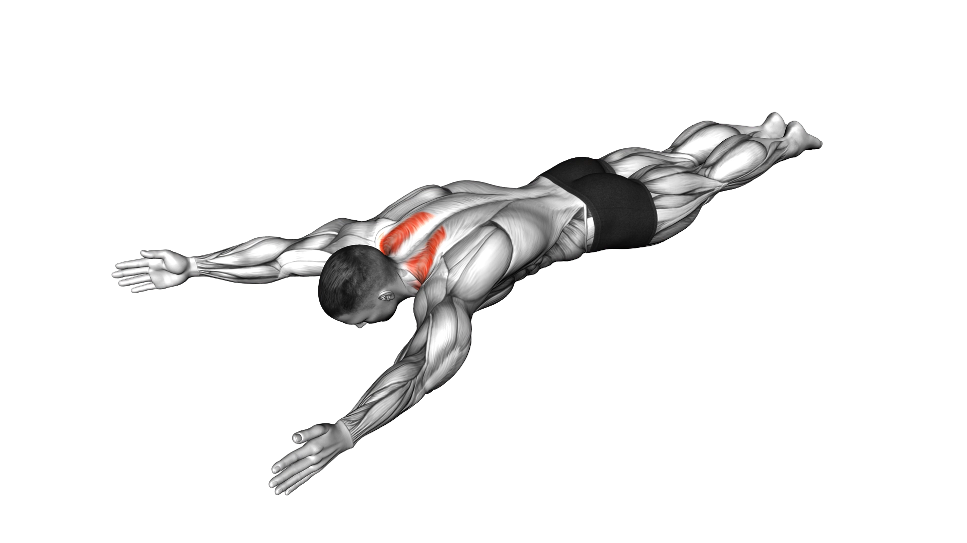 Bodyweight Lying Prone Ys exercise demonstration