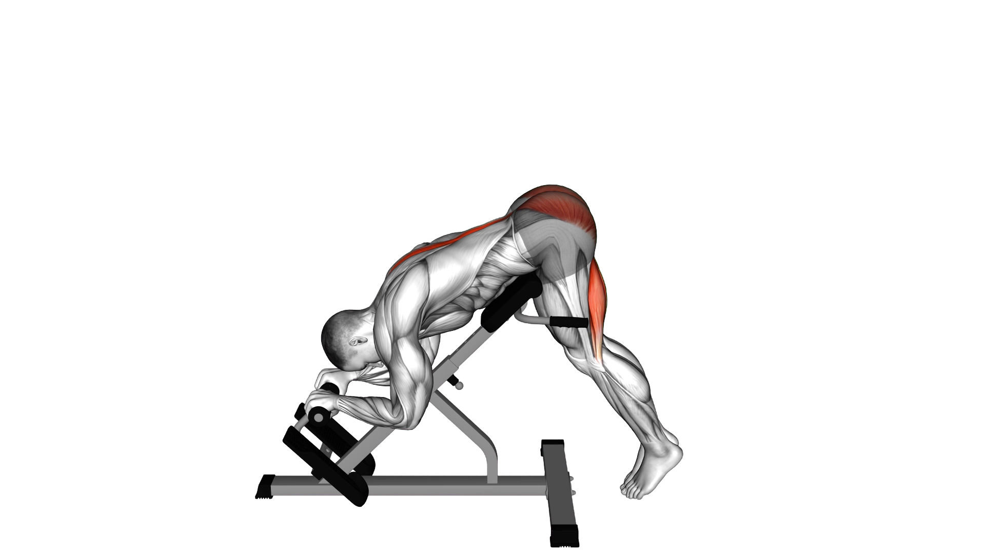 45 degrees Reverse Hyperextension exercise demonstration
