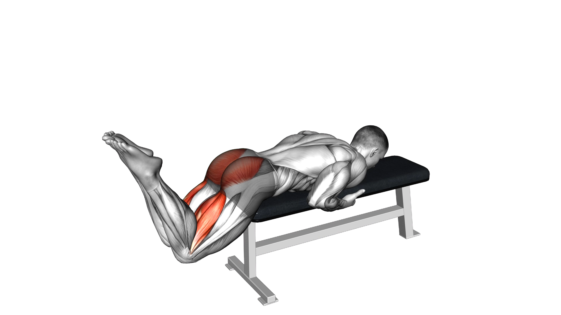 Reverse Hyperextension on Bench exercise demonstration