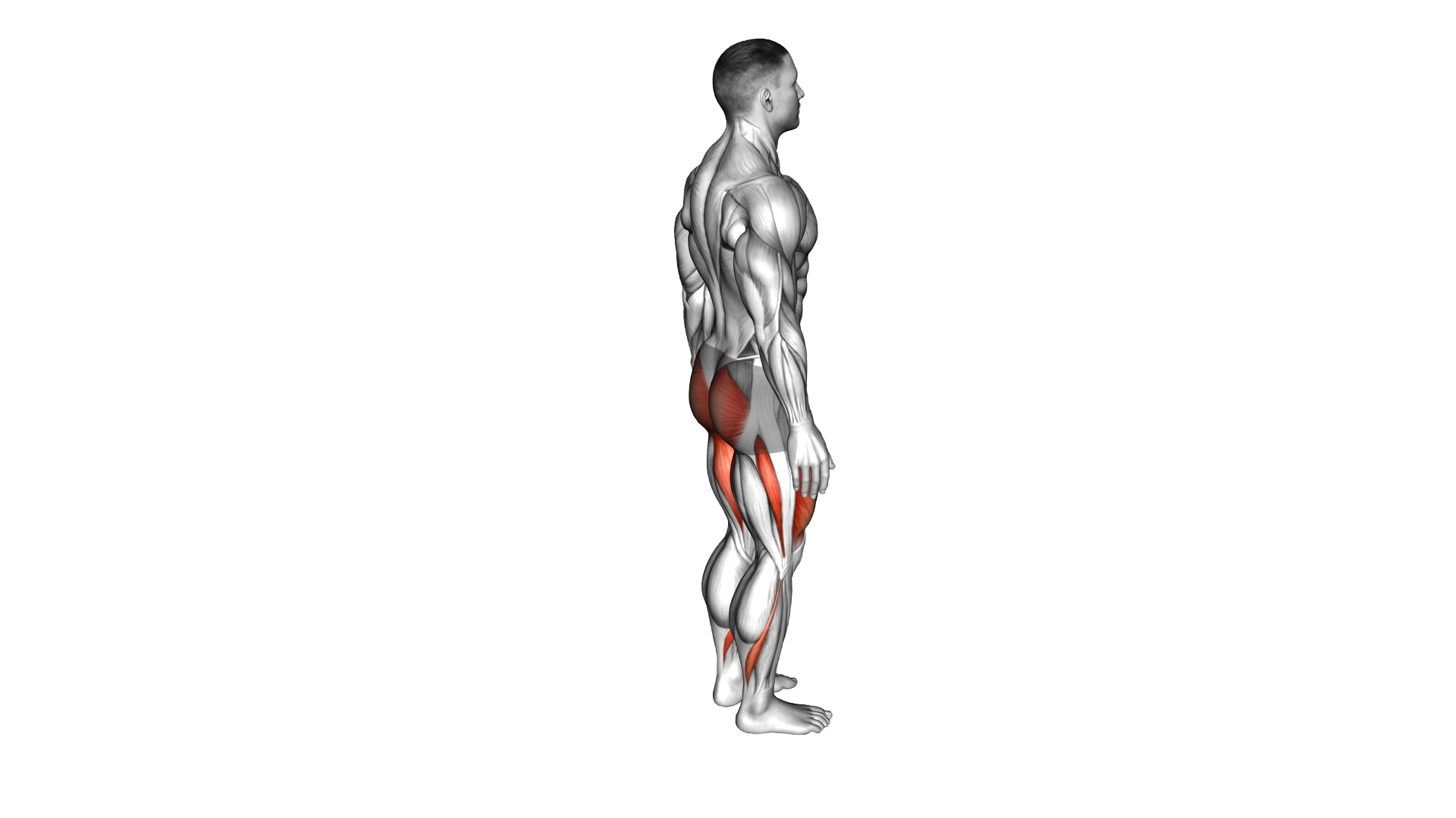 Reverse Lunge (leg kick) exercise demonstration