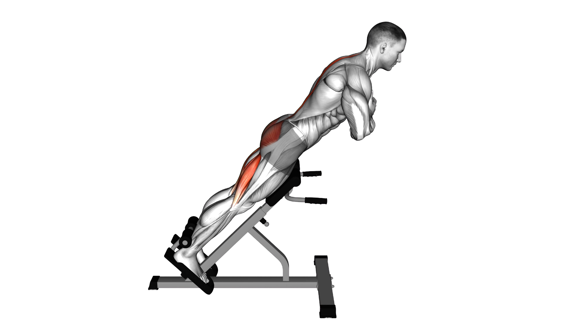 45 degree Hyperextension (arms in front of chest) exercise demonstration