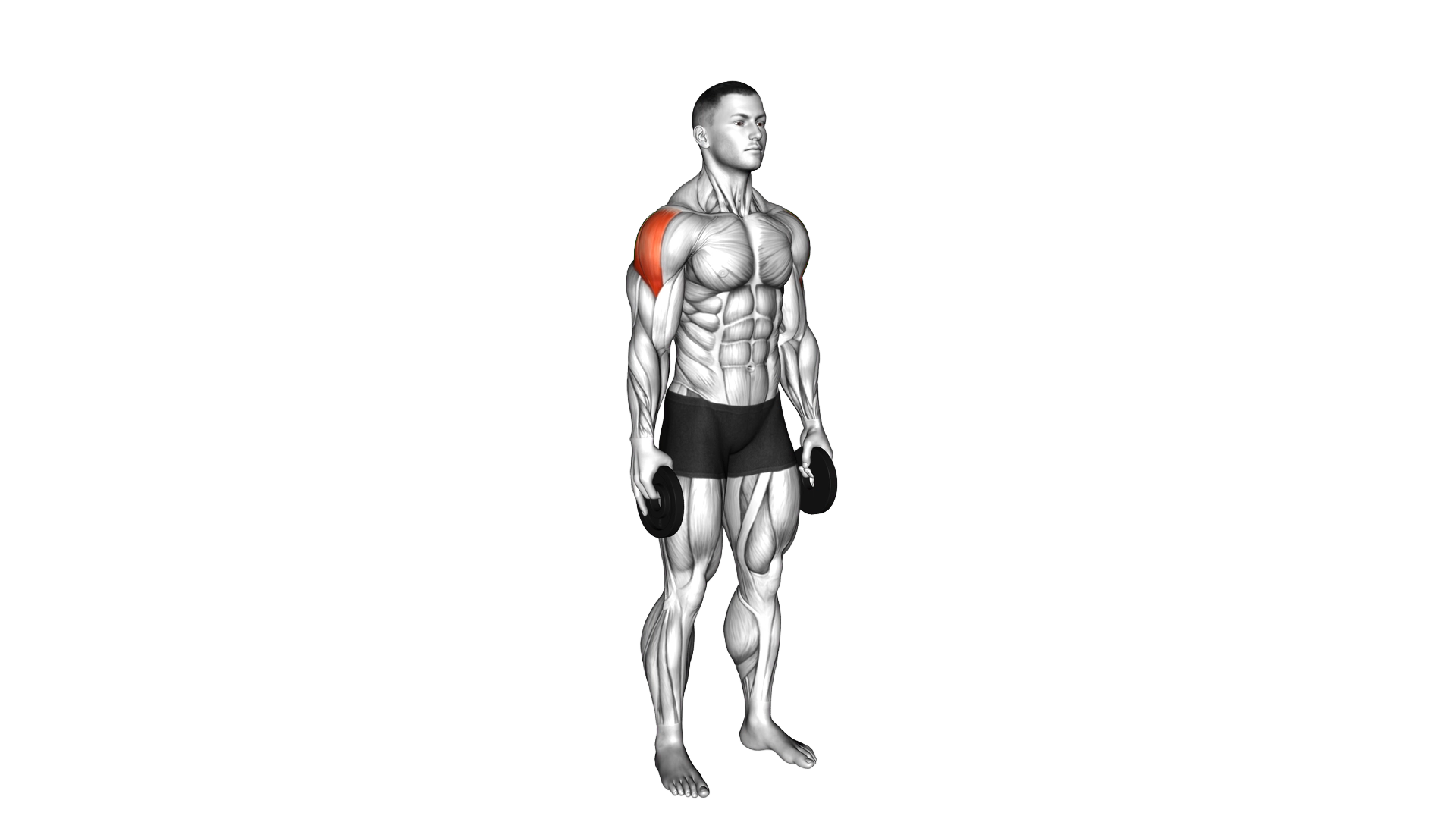 Weighted Full Can Exercise exercise demonstration