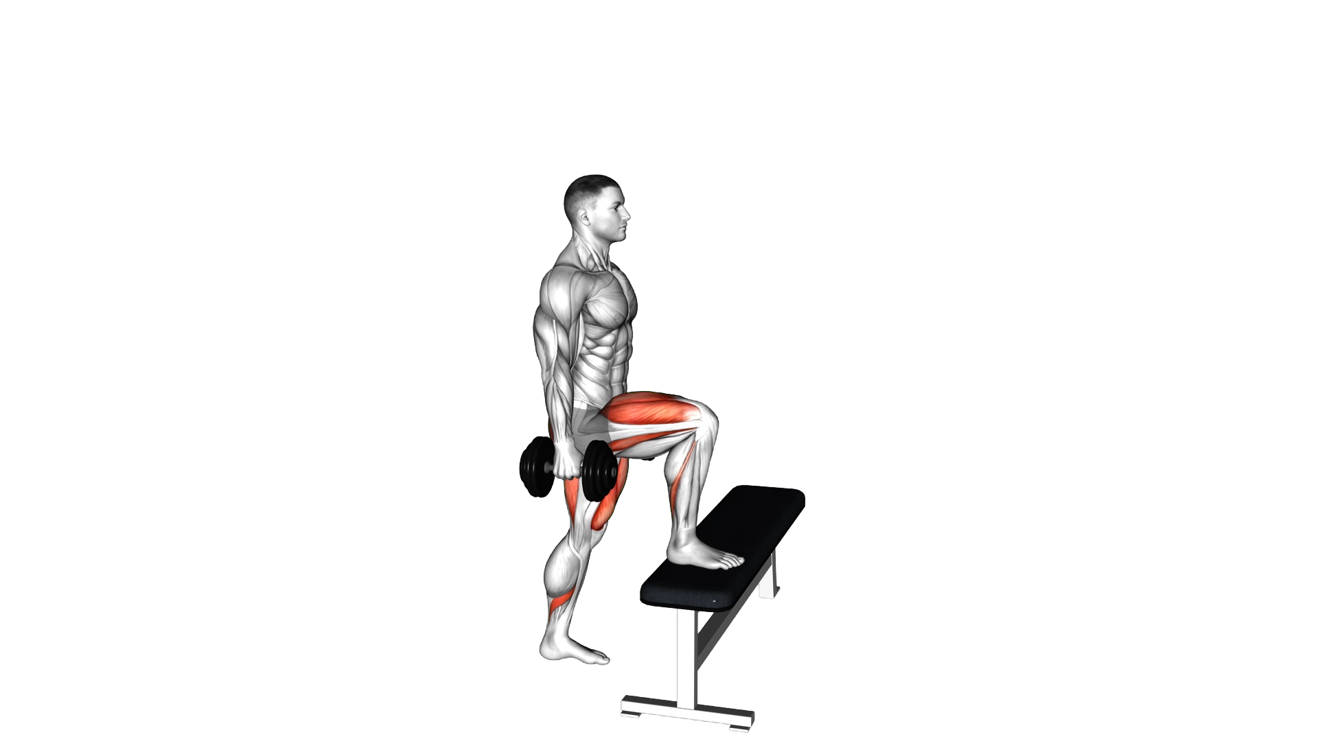 Dumbbell Step up exercise demonstration