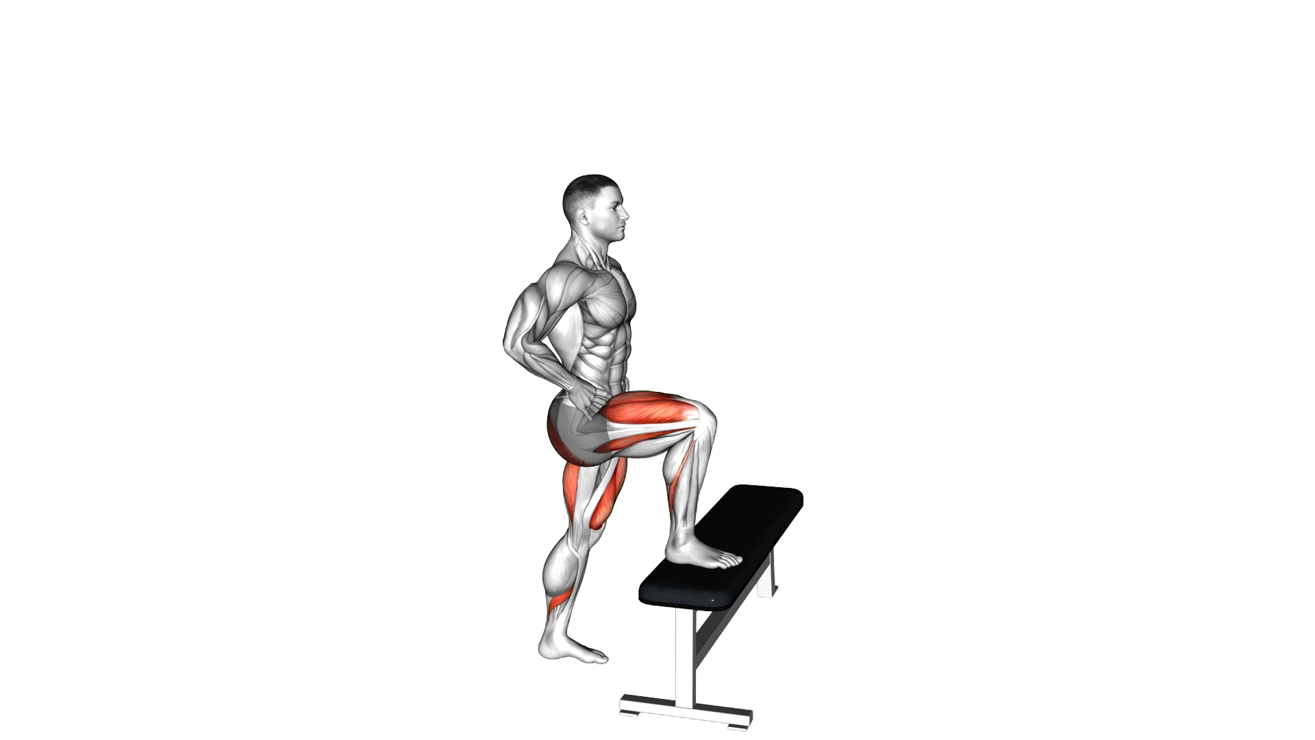 Bodyweight Step up exercise demonstration