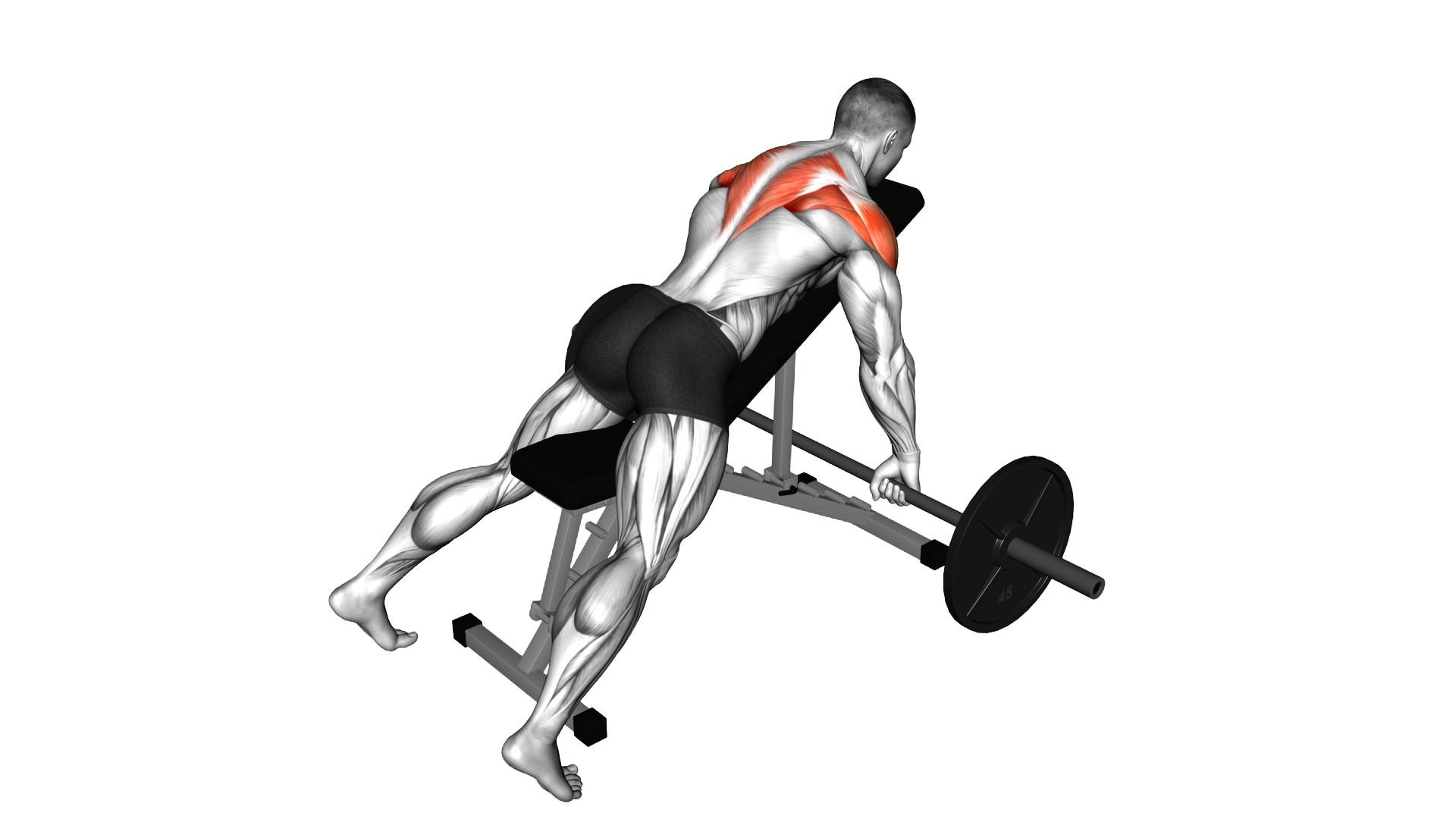 Barbell Incline Rear Delt Row exercise demonstration