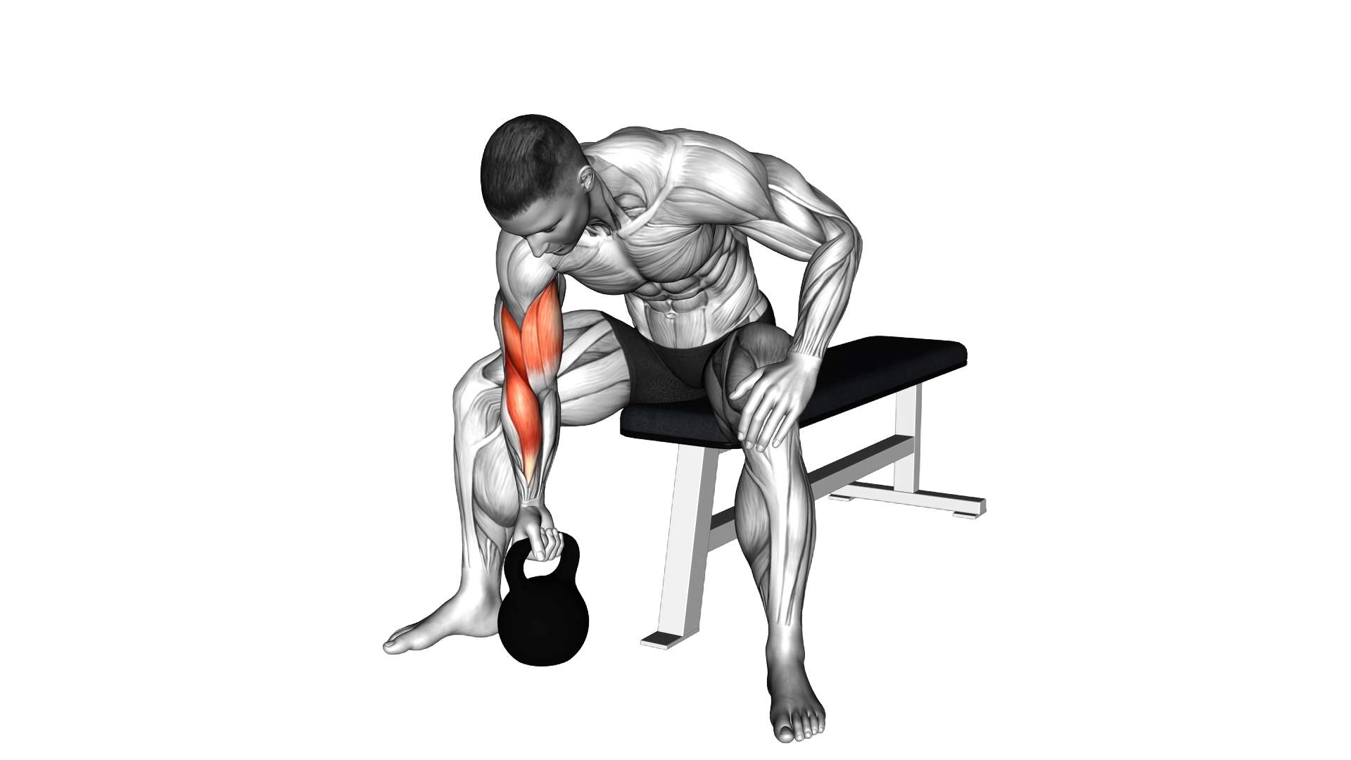 Kettlebell Concentration Curl exercise demonstration