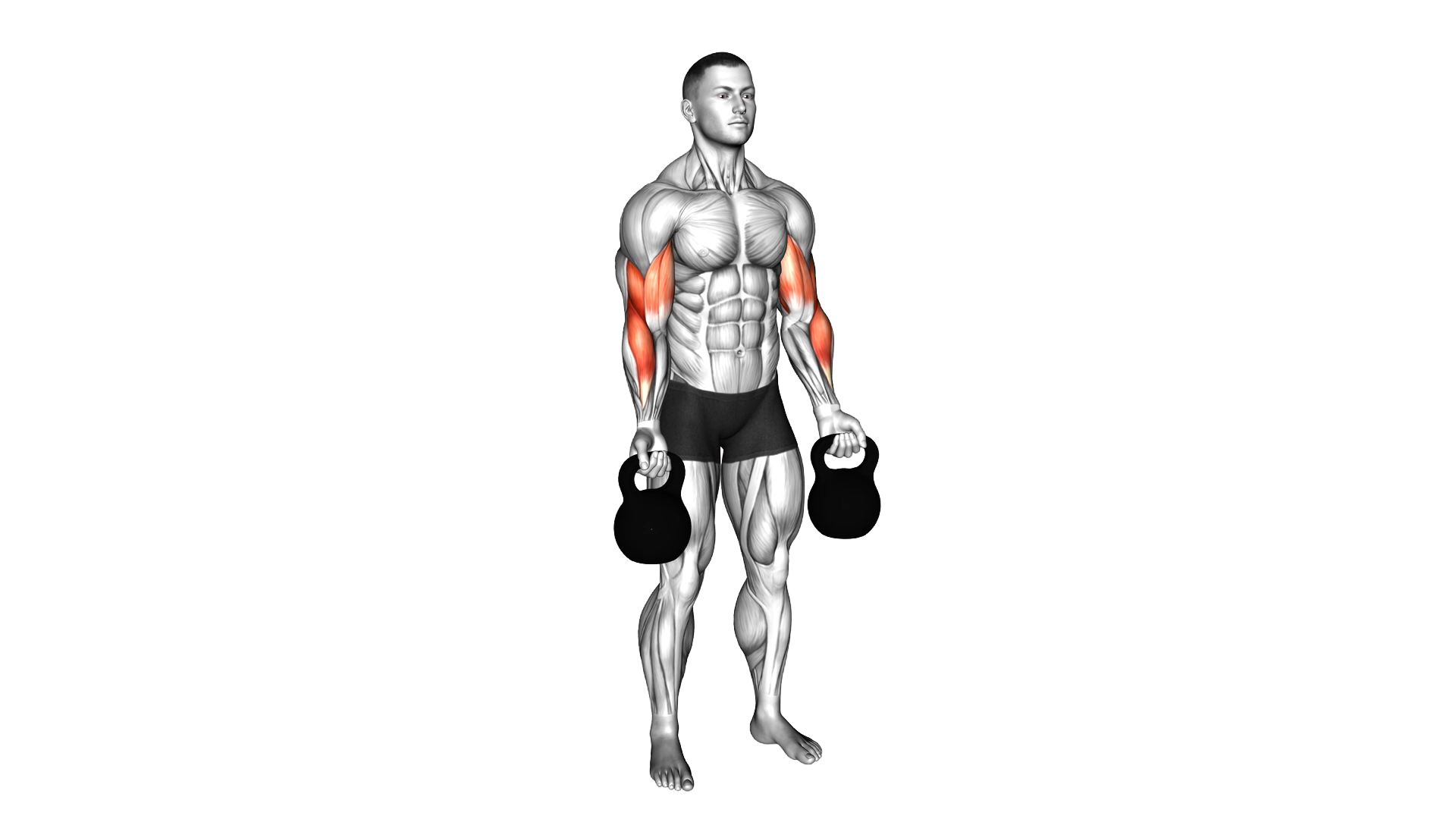 Kettlebell Biceps Curl exercise demonstration