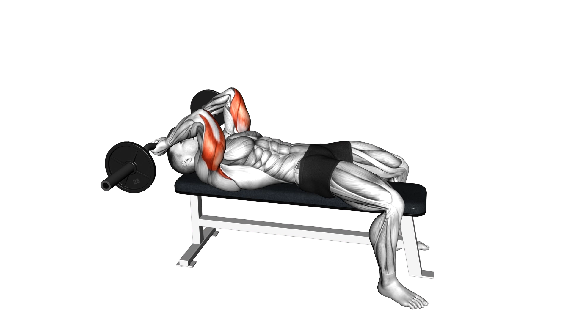 EZ Barbell Lying Triceps Extension exercise demonstration