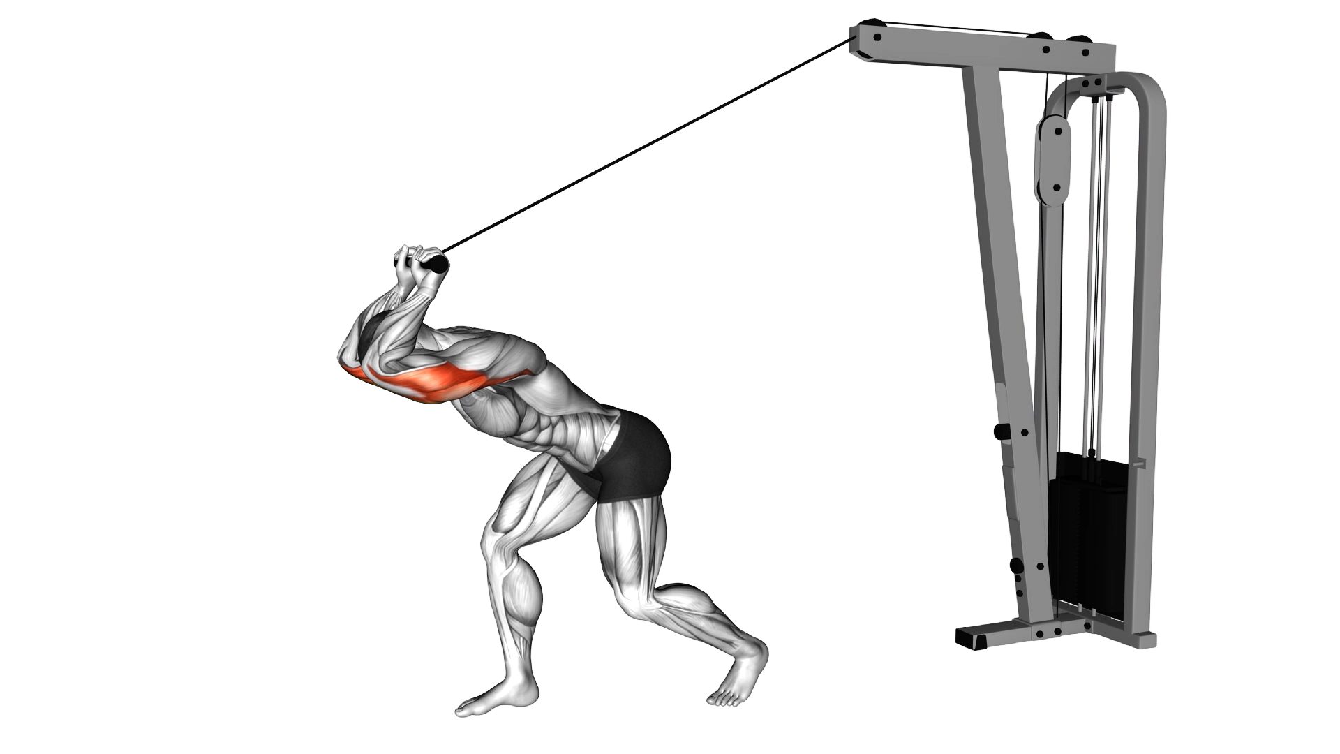 Cable High Pulley Straight Bar Overhead Triceps Extension exercise demonstration