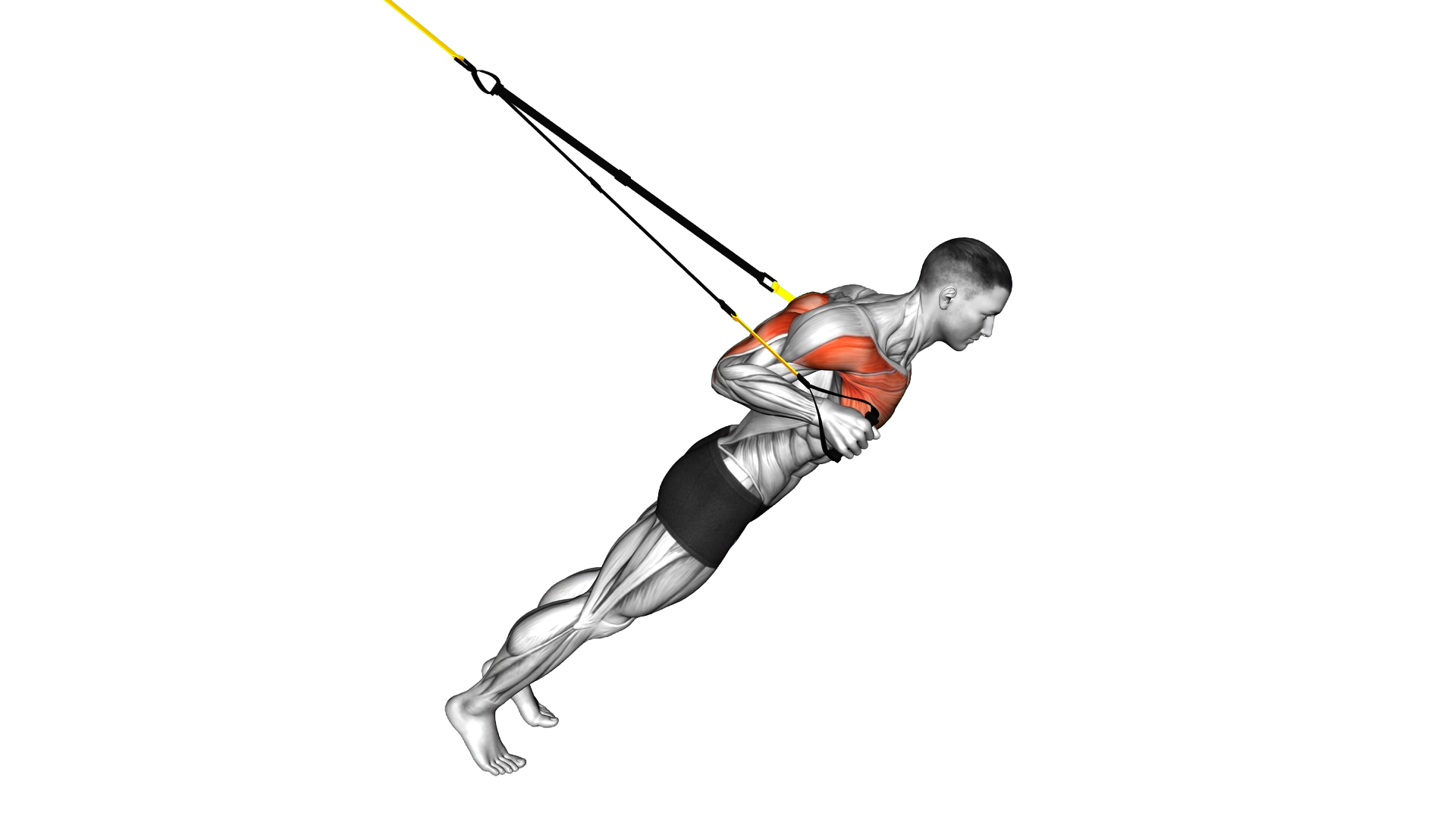 Suspension Close grip Chest Press exercise thumbnail