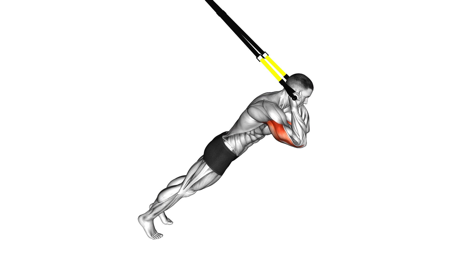 Suspension Triceps Extension exercise thumbnail