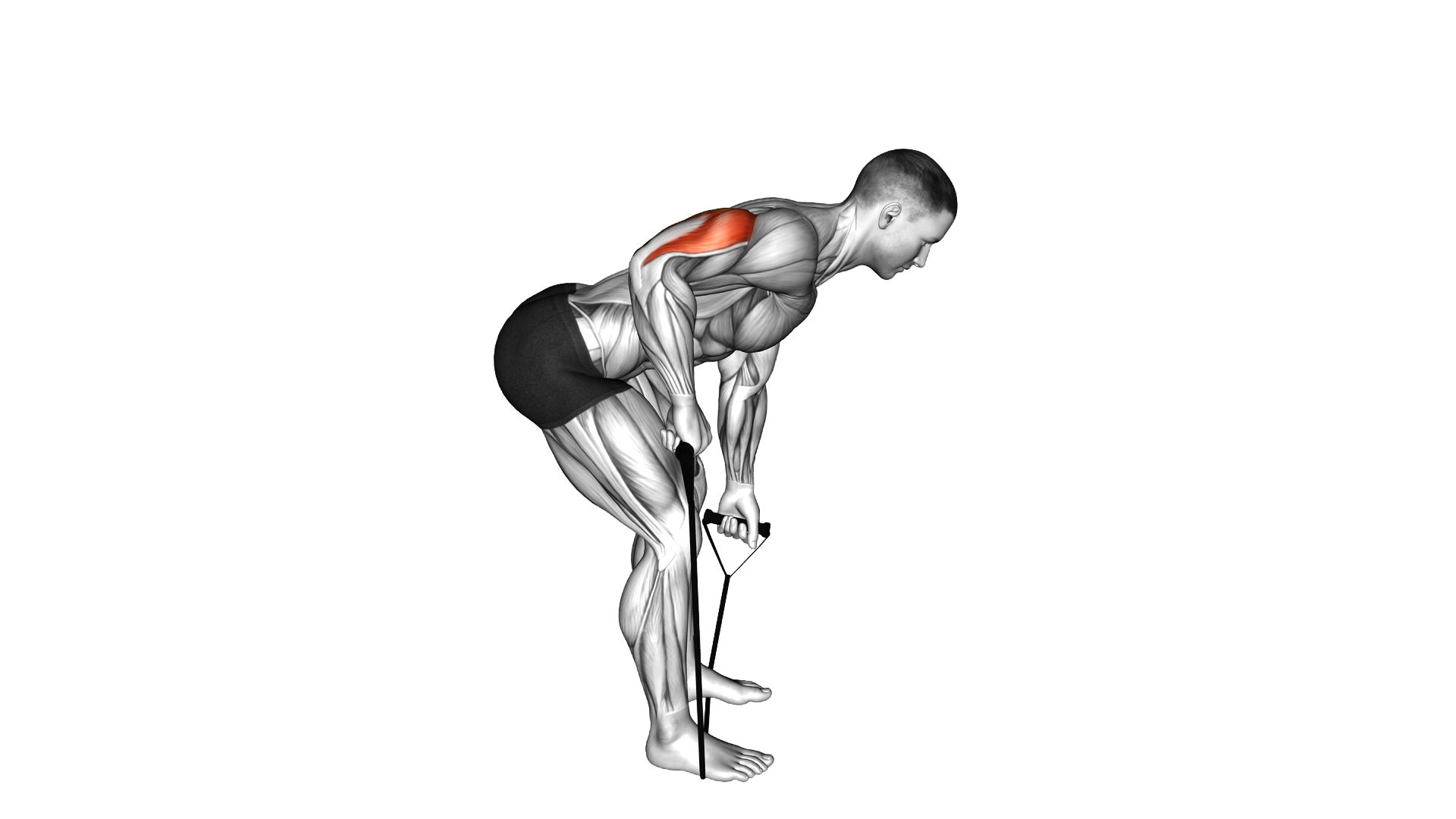 Band Bent over One Arm Kickback exercise demonstration