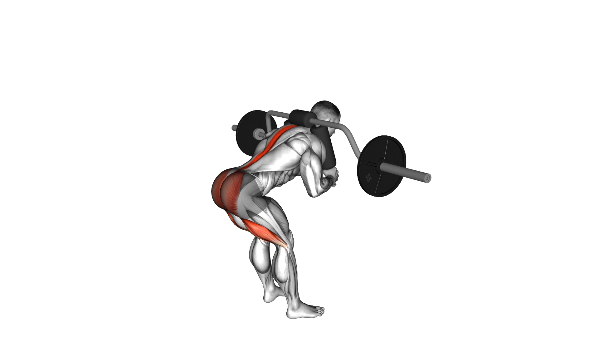 Safety Bar Good Morning exercise demonstration