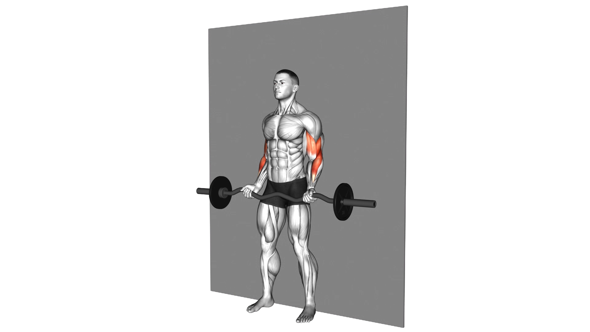 EZ Barbell Srtict Curl exercise demonstration