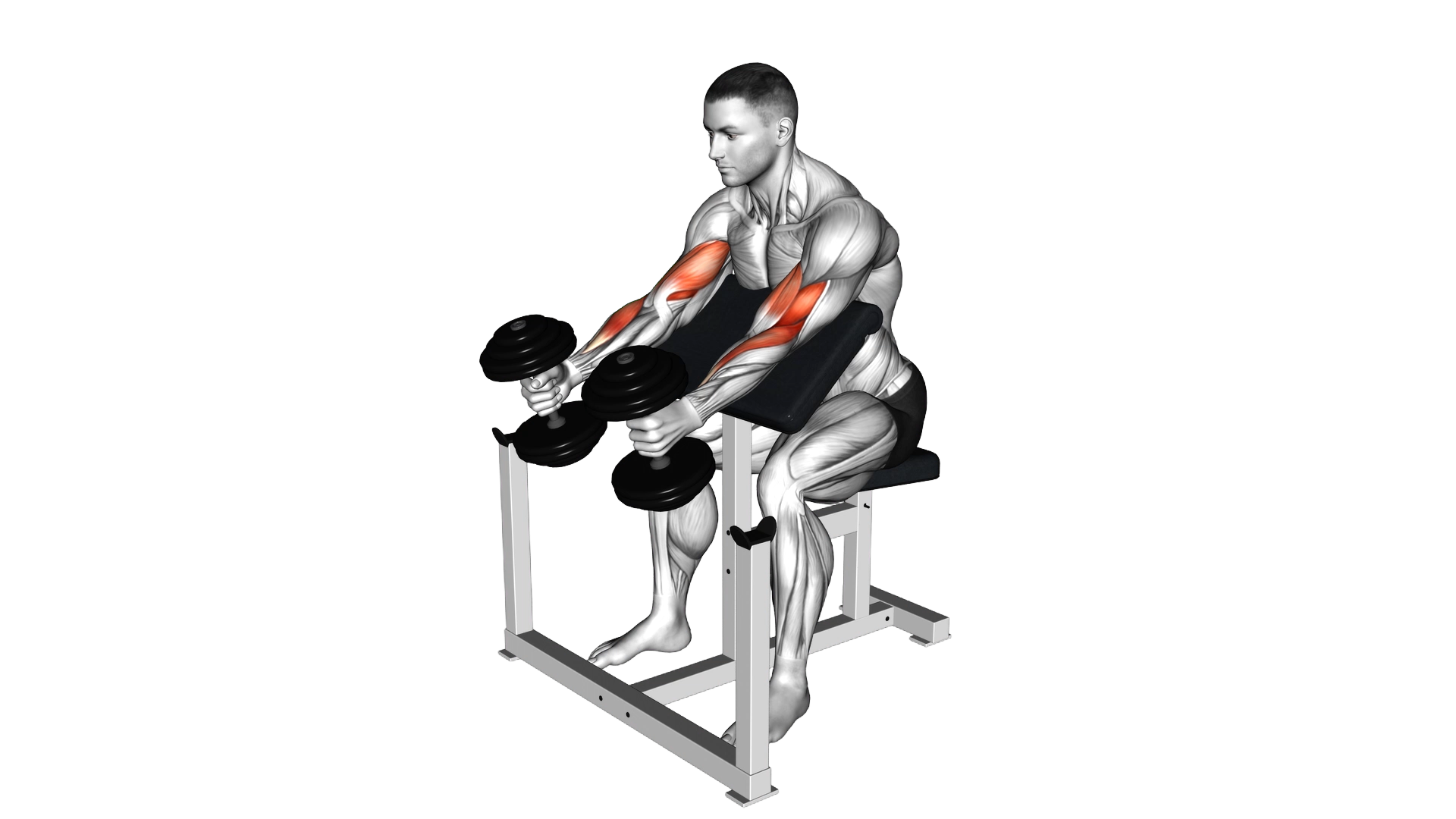 Dumbbell Hammer Preacher Curl exercise demonstration