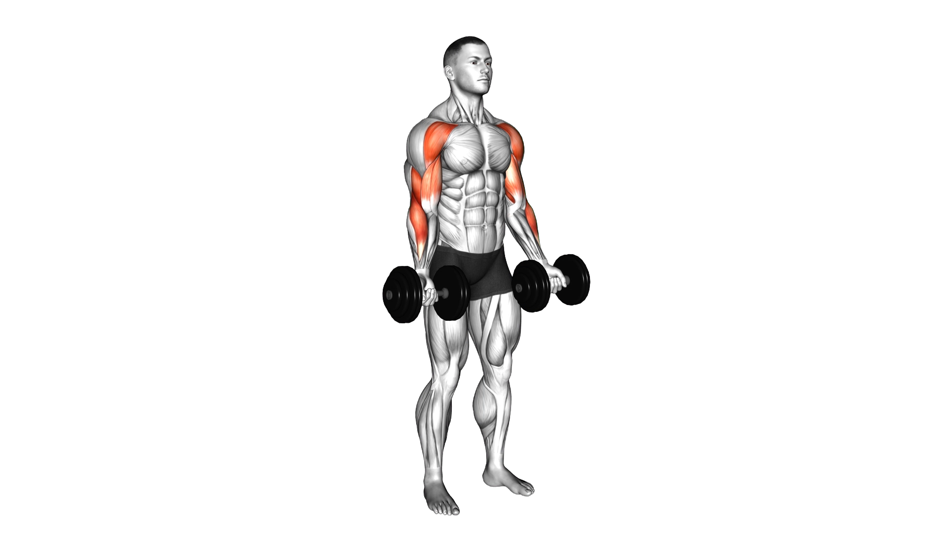 Dumbbell Drag Curl exercise demonstration