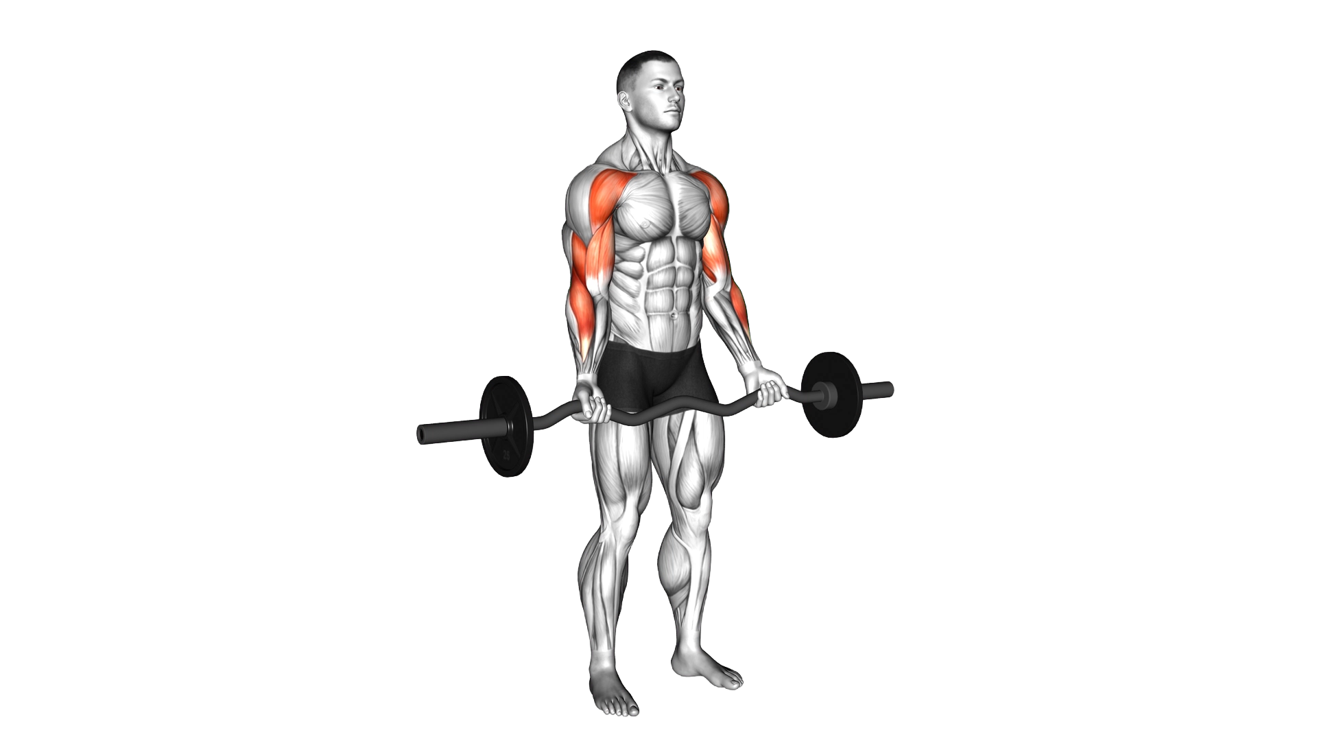 EZ Barbell Drag Curl exercise demonstration
