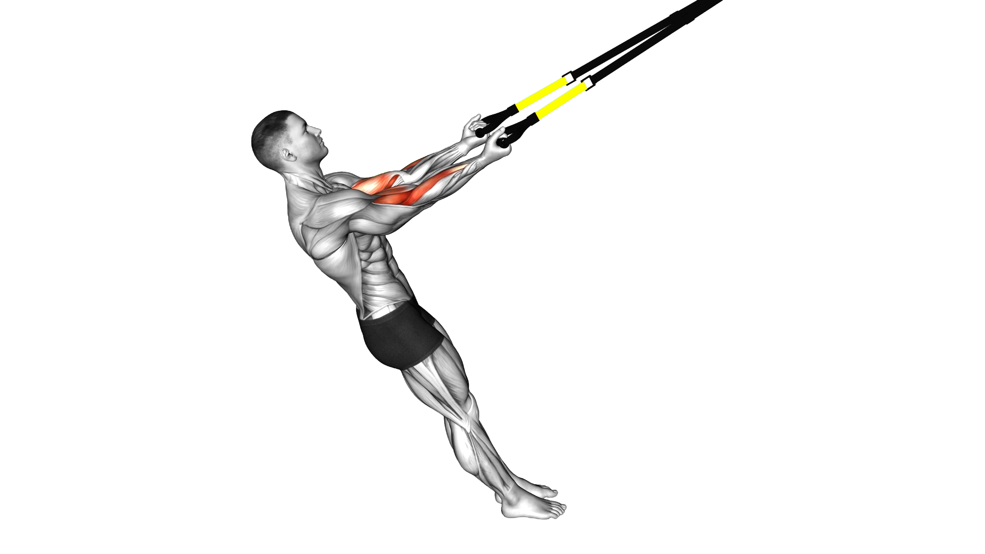 Suspender Arm Curl exercise demonstration