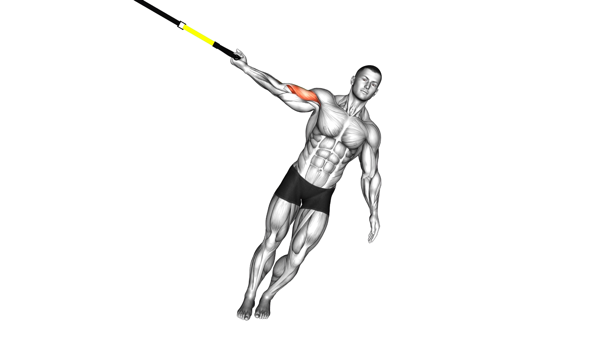 Suspender One Arm Biceps Curl exercise demonstration