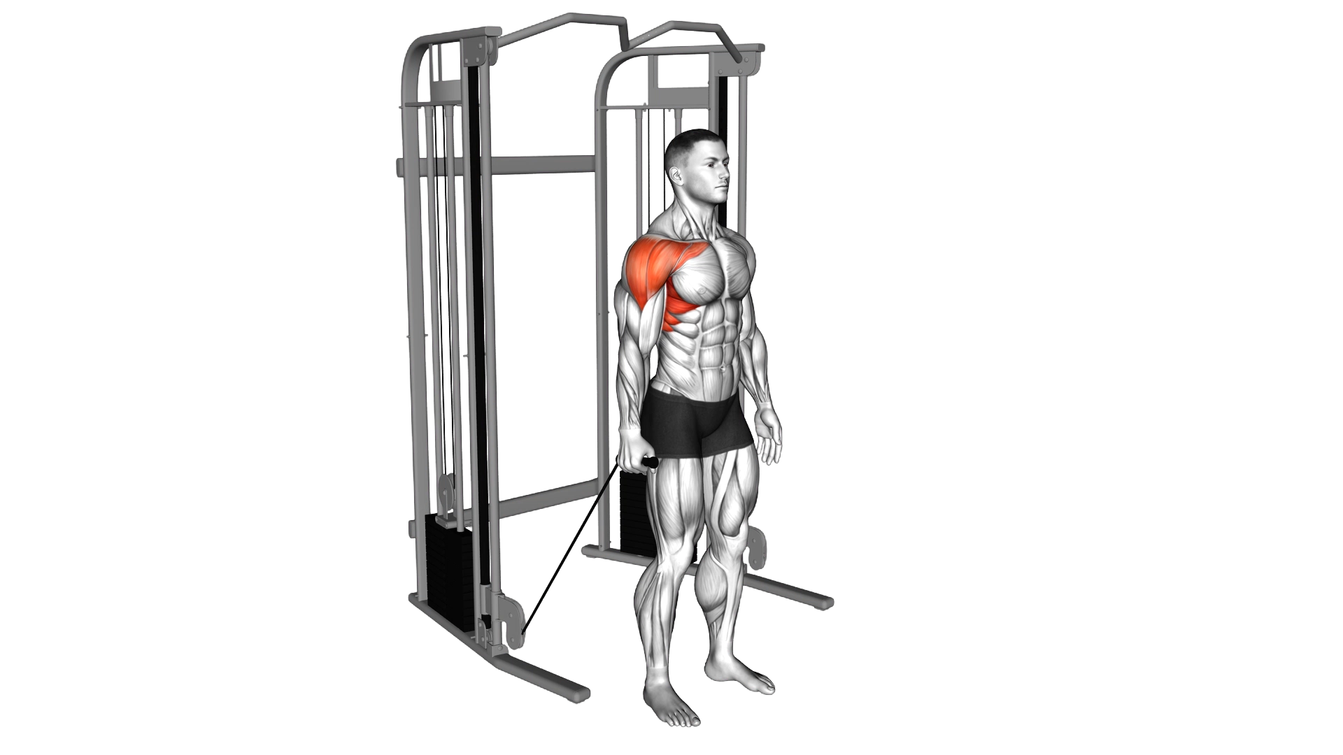 Cable Single Arm Neutral Grip Front Raise exercise demonstration