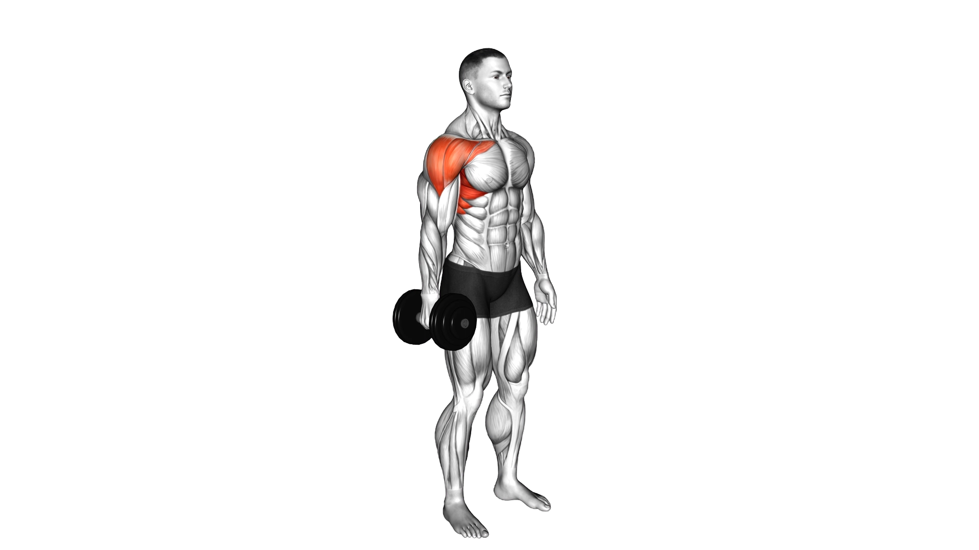 Dumbbell Single Arm Neutral Grip Front Raise exercise demonstration