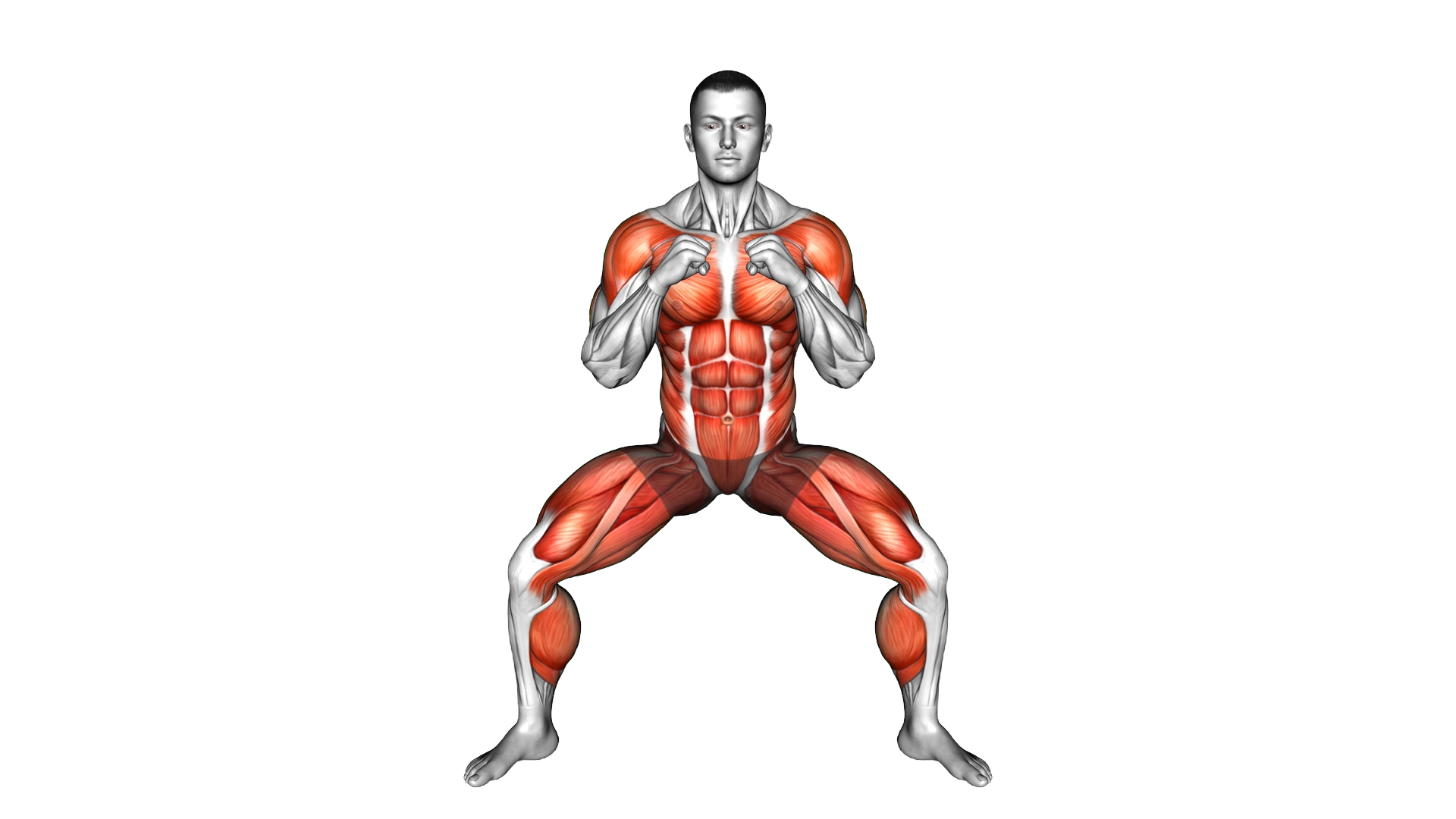 Half Squat Torso Punches exercise demonstration