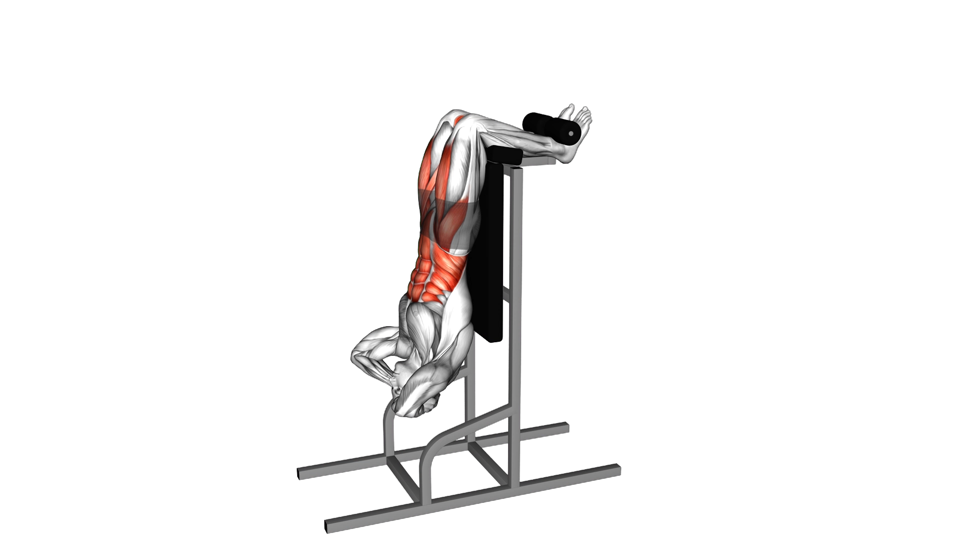 Vertical Sit Up exercise demonstration
