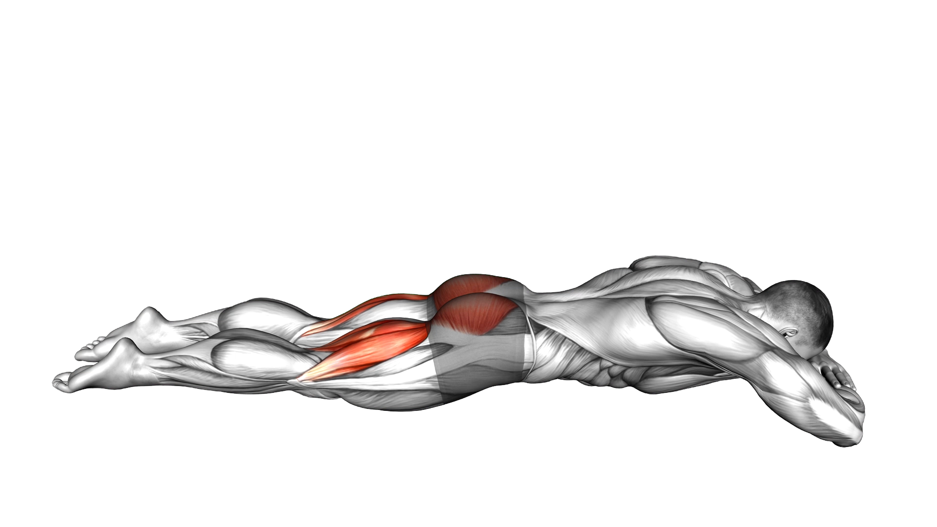 Lying Hyperextension Hold exercise demonstration