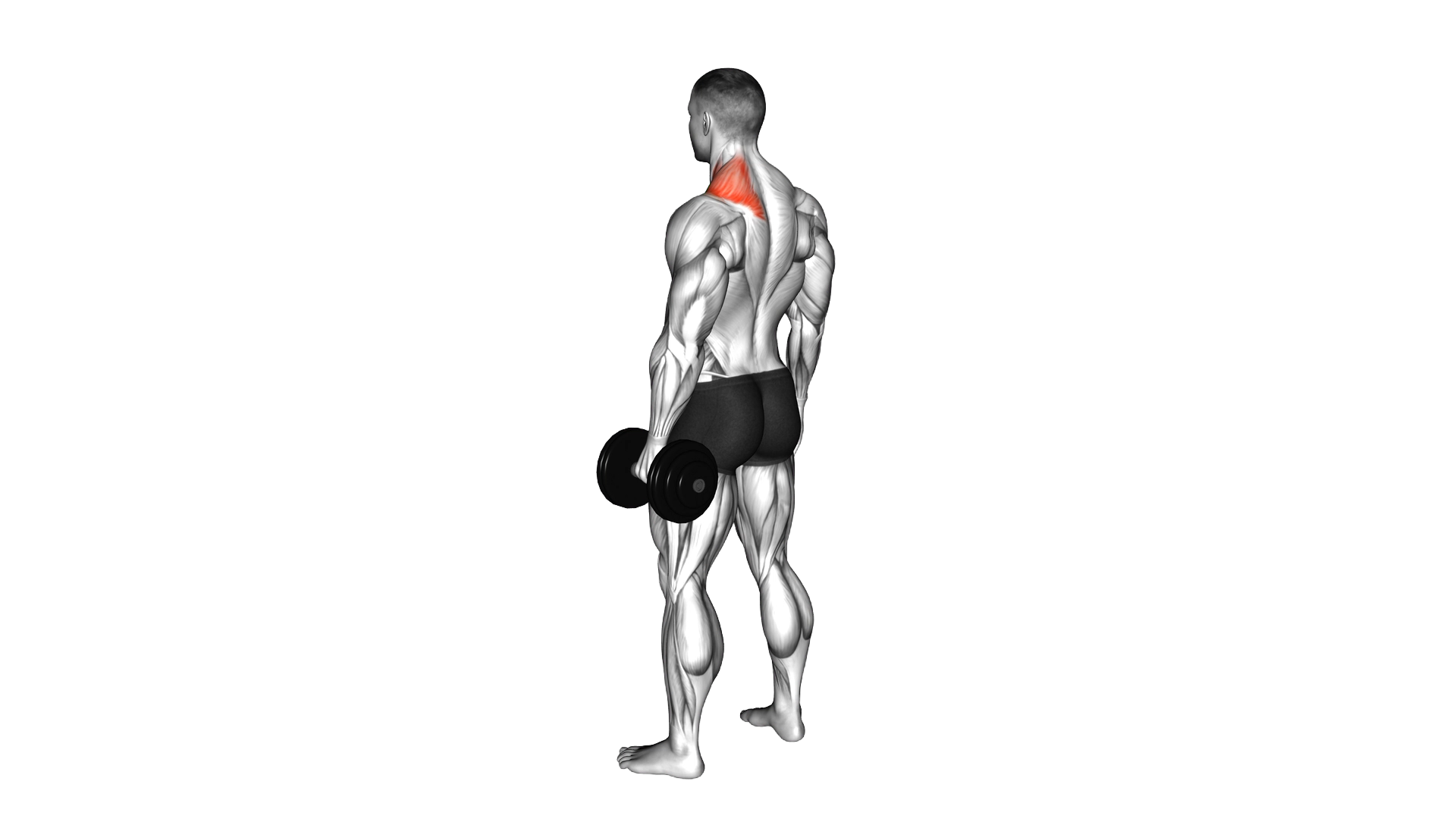 Dumbbell Single Arm Shrug exercise demonstration
