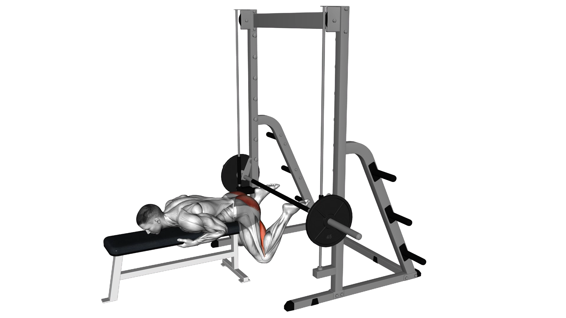 Smith Reverse Hyperextension exercise demonstration
