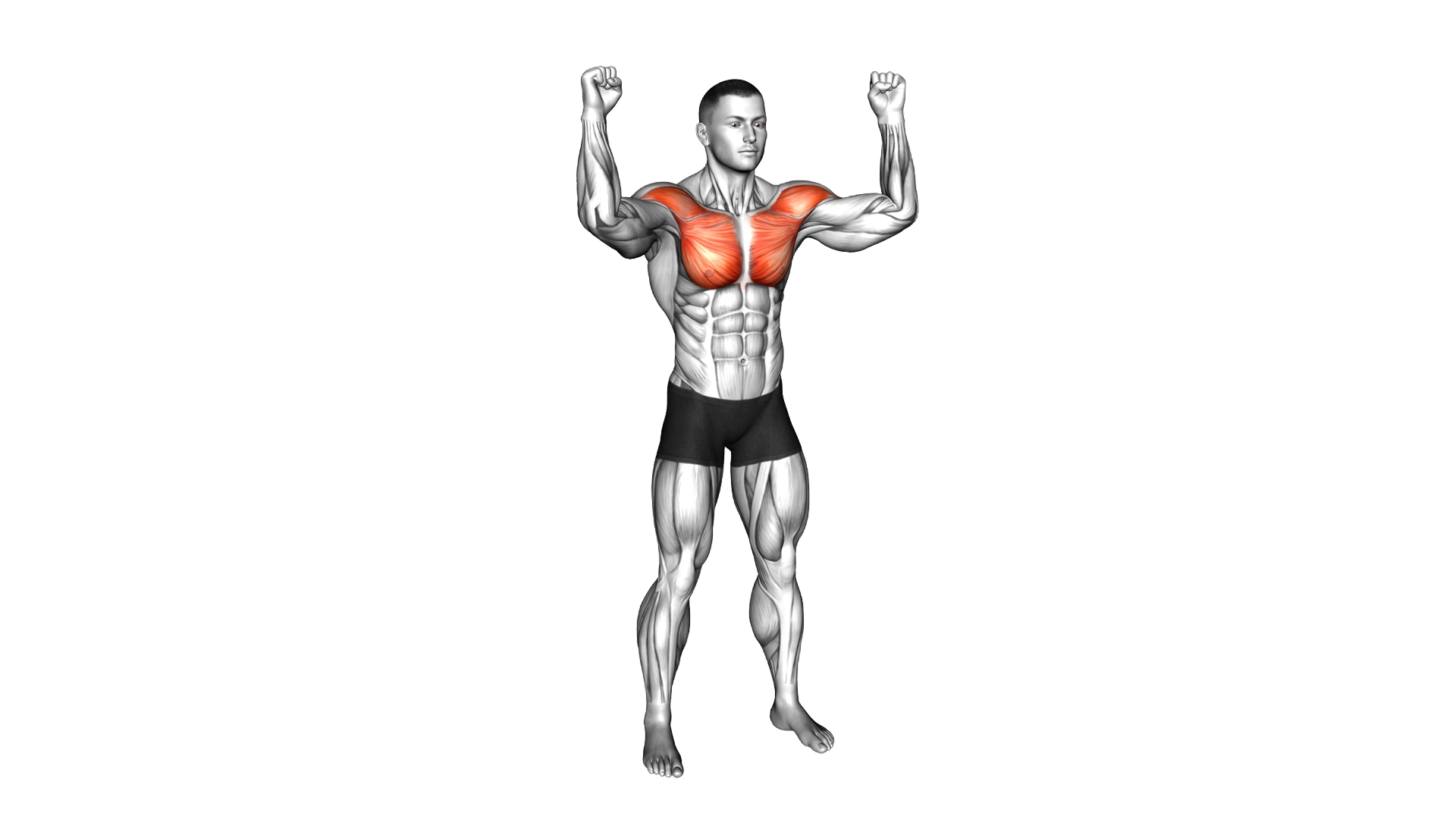 Half Chest Fly exercise demonstration