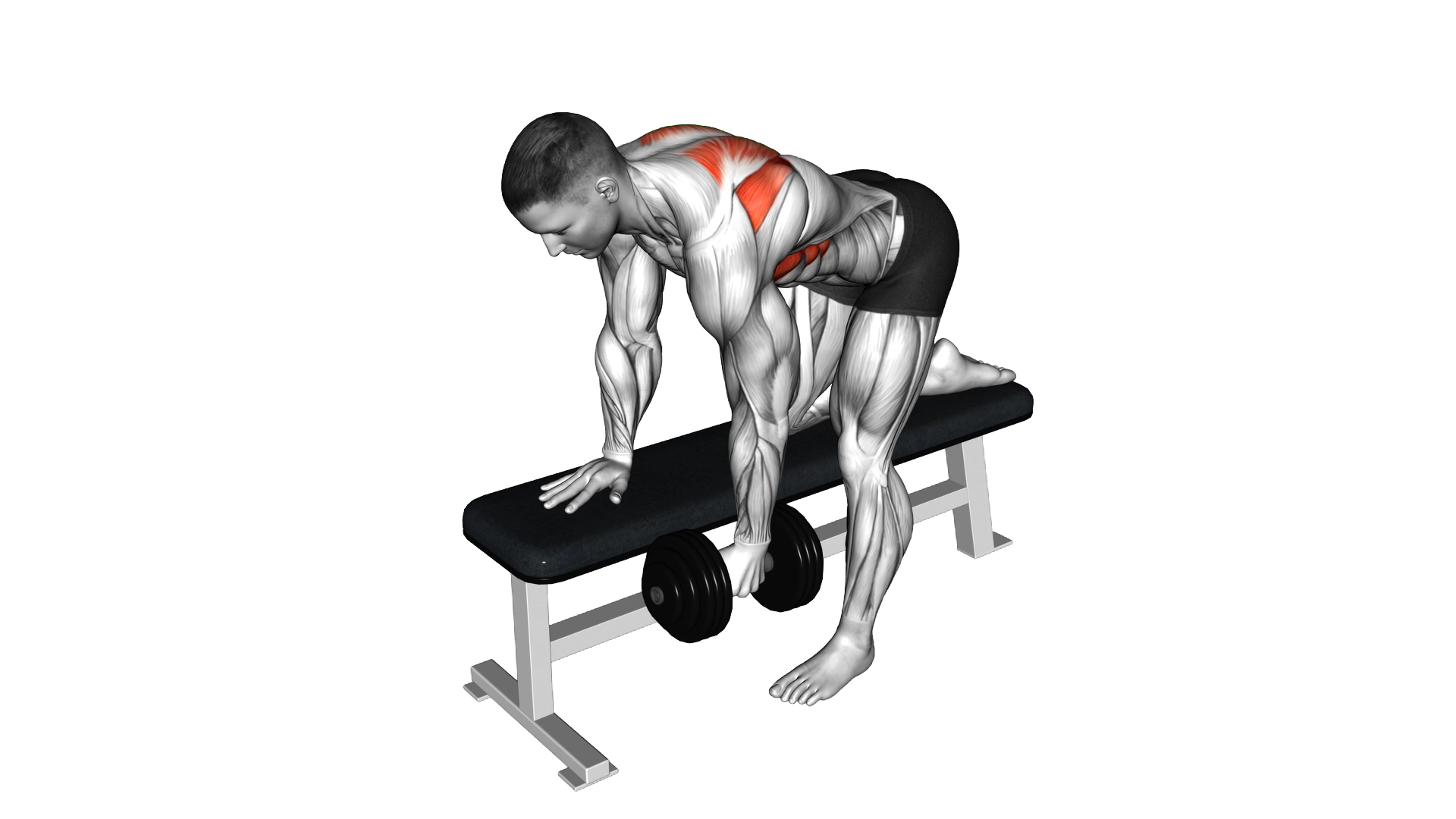 Dumbbell Bent Over Scapula Row exercise thumbnail