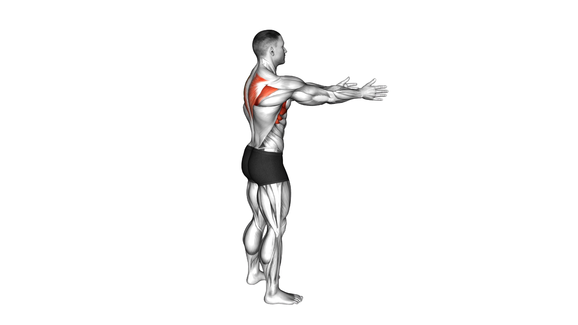 Bodyweight Standing Scapula Row exercise demonstration