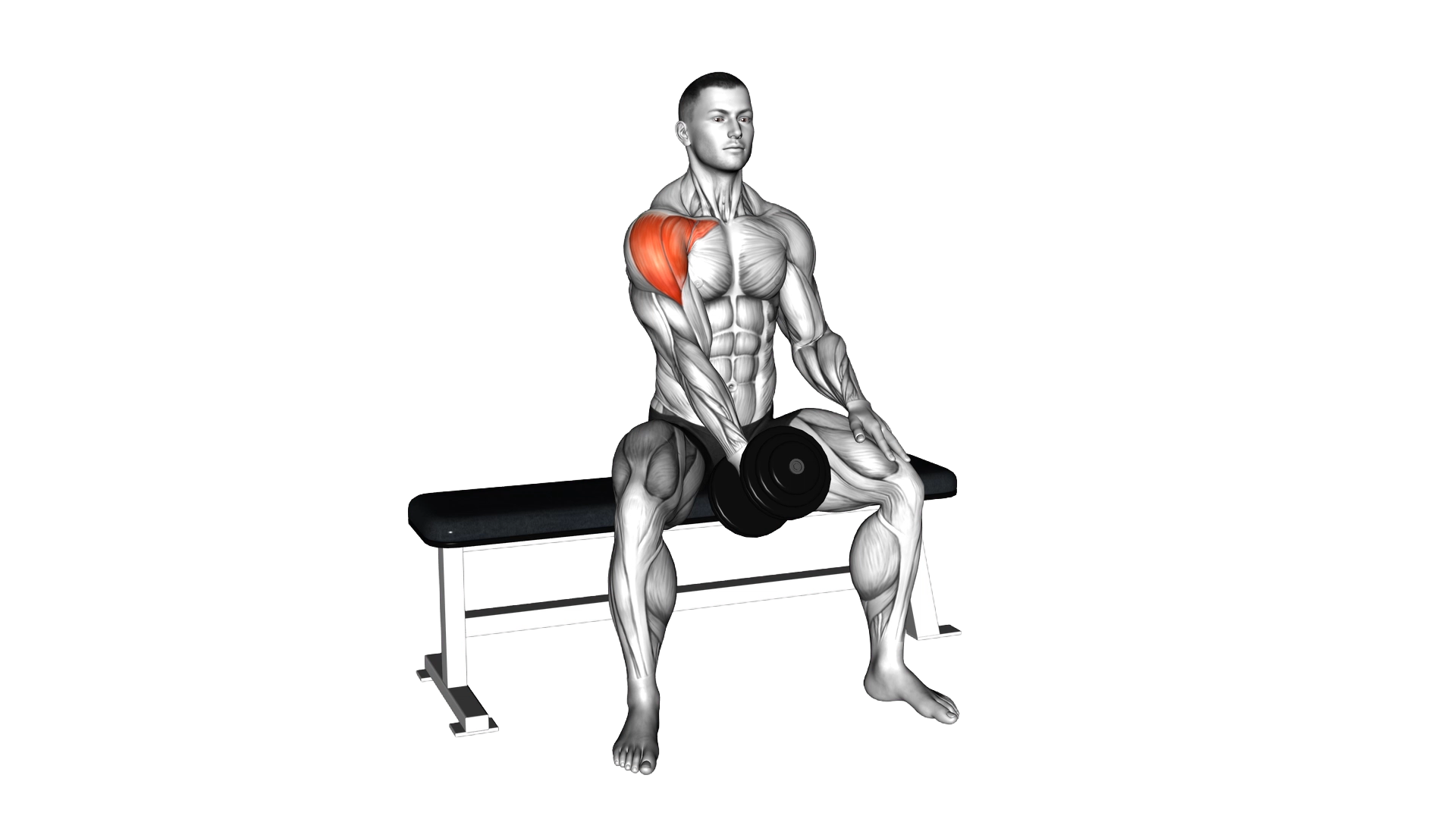 Dumbbell Seated Single Arm Front Raise exercise demonstration