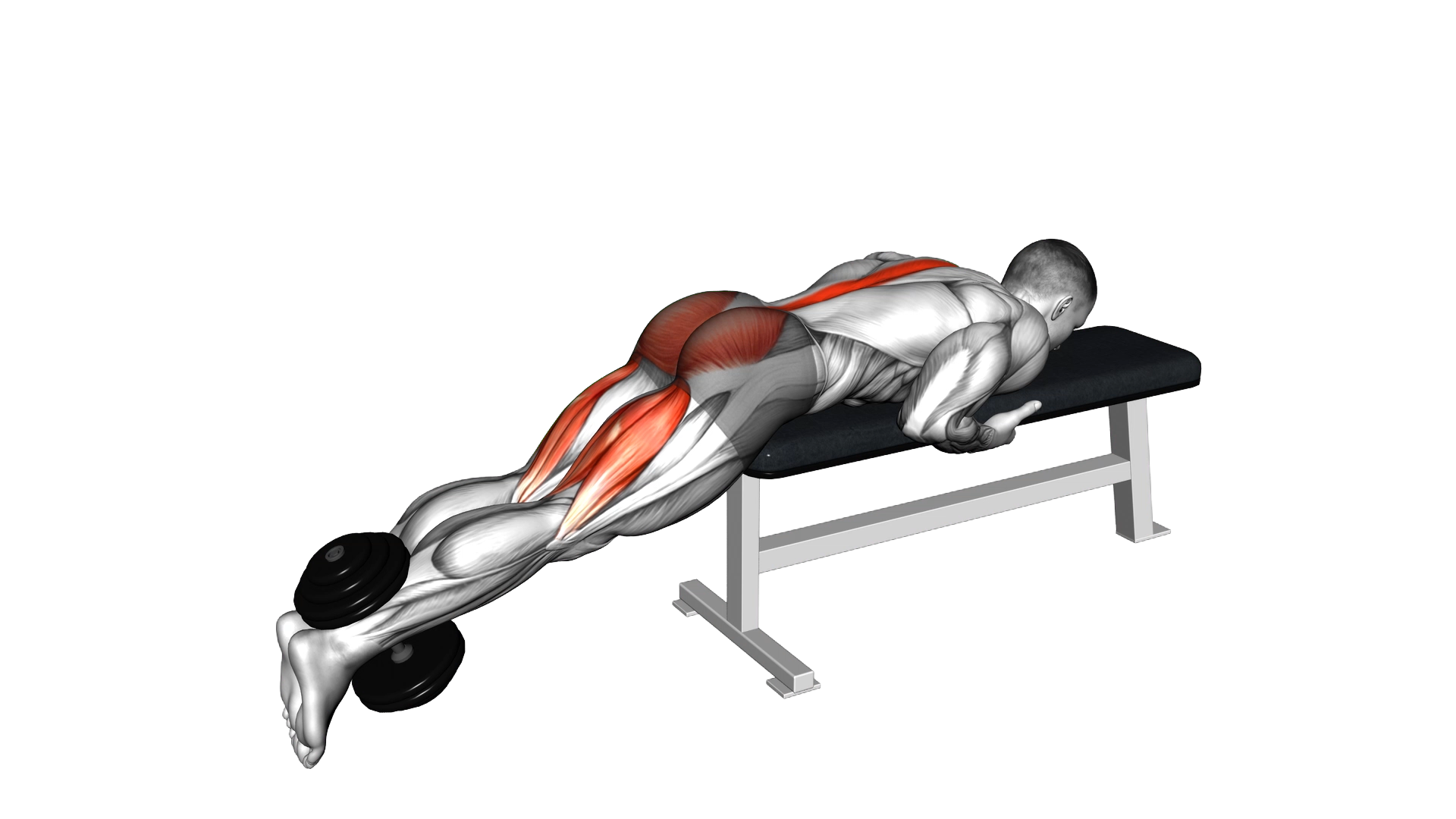 Dumbbell Reverse Hyperextension on Bench exercise demonstration