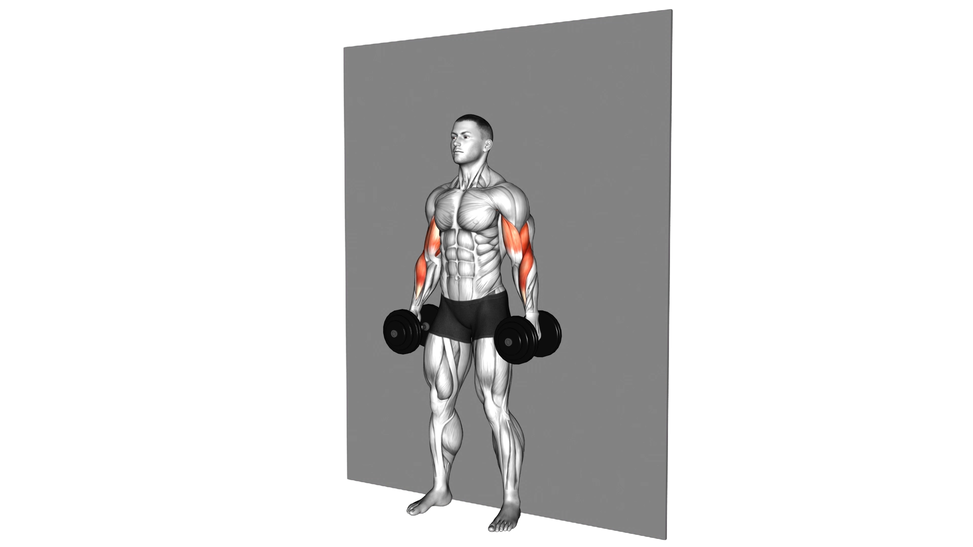 Dumbbell Alternate Hammer Srtict Curl exercise demonstration
