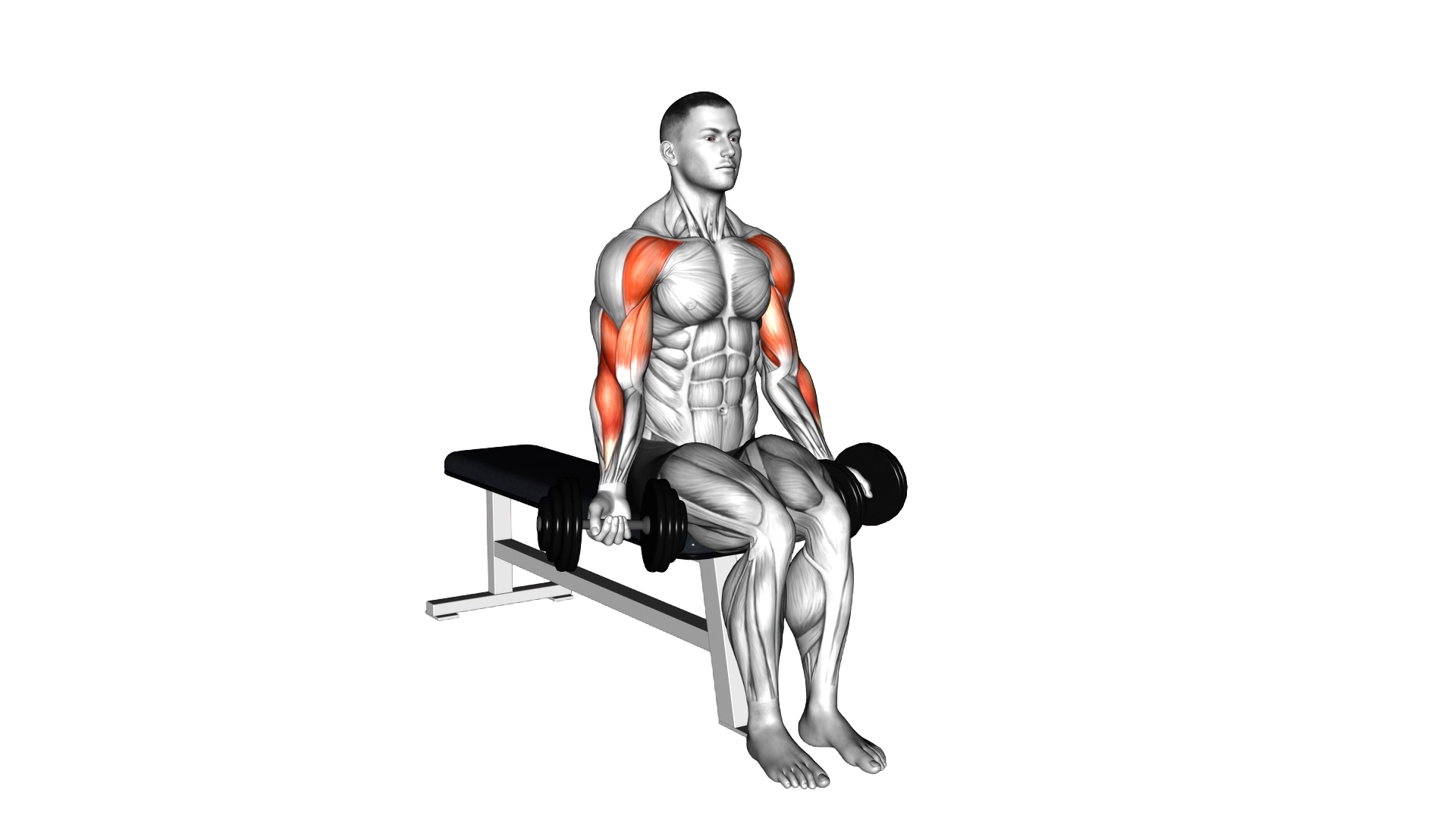 Dumbbell Seated Drag Curl exercise demonstration