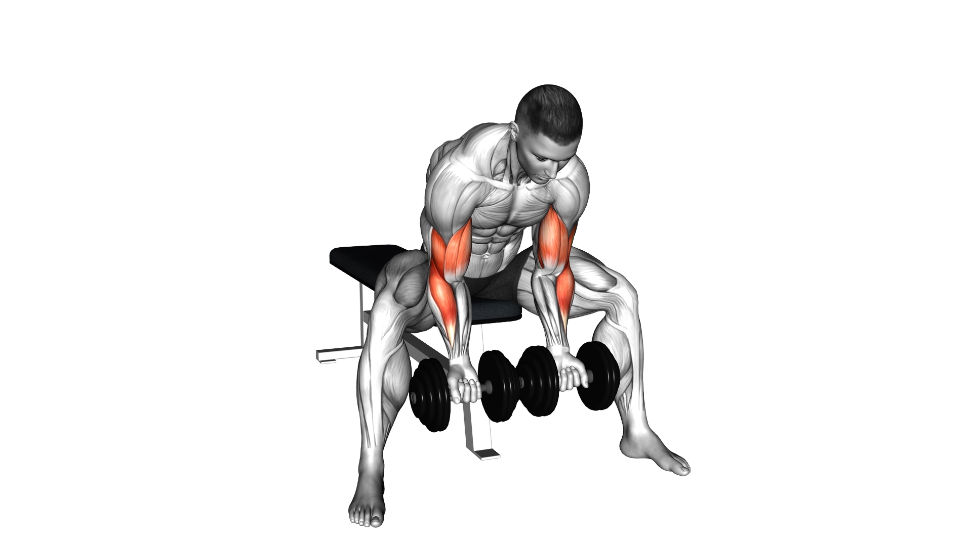 Dumbbell Seated Double Concentration Curl exercise demonstration