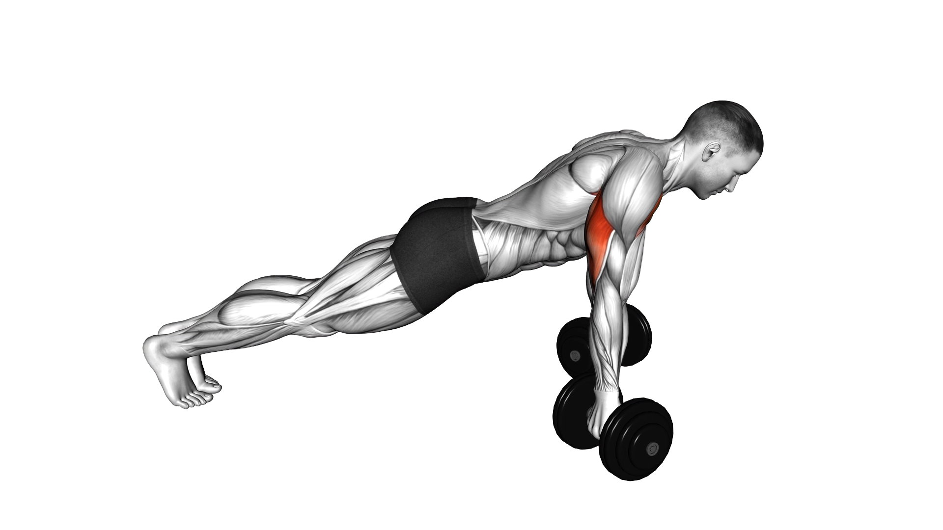 Dumbbell Reverse Push Up exercise demonstration