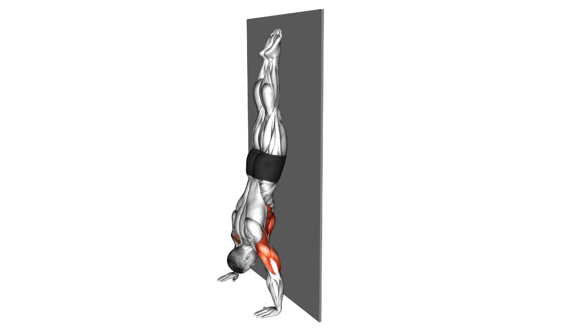 Handstand Push up against the Wall exercise demonstration