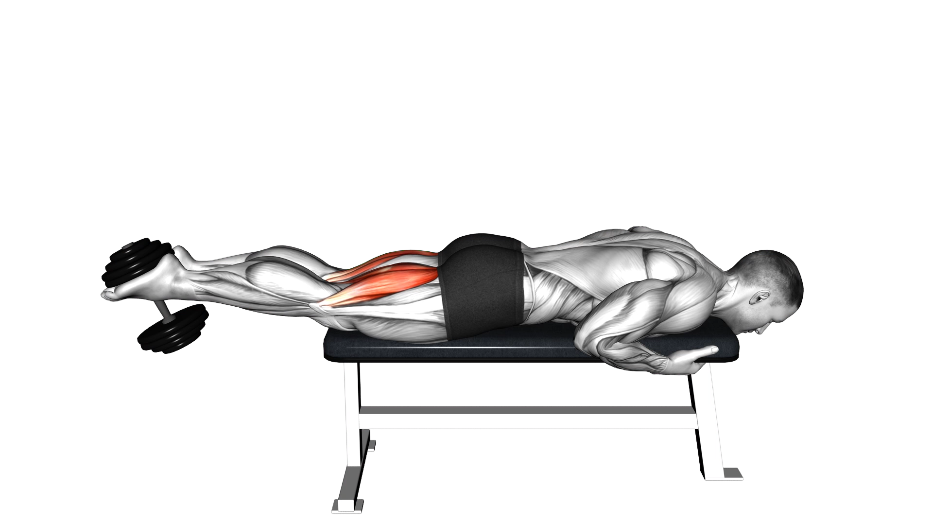 Dumbbell Lying Leg Curl exercise demonstration