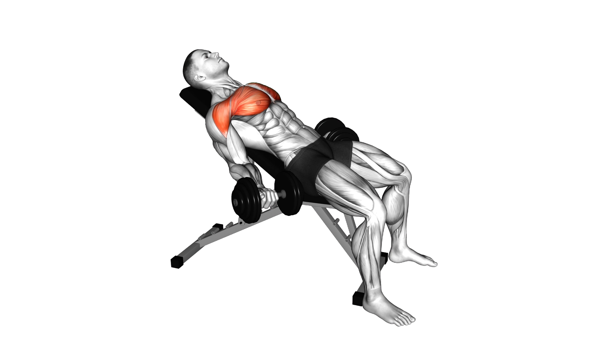 Dumbbell Incline Low Fly exercise demonstration