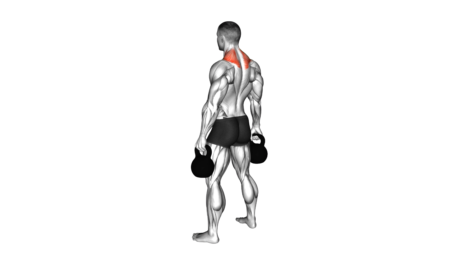 Kettlebell Shrug exercise demonstration