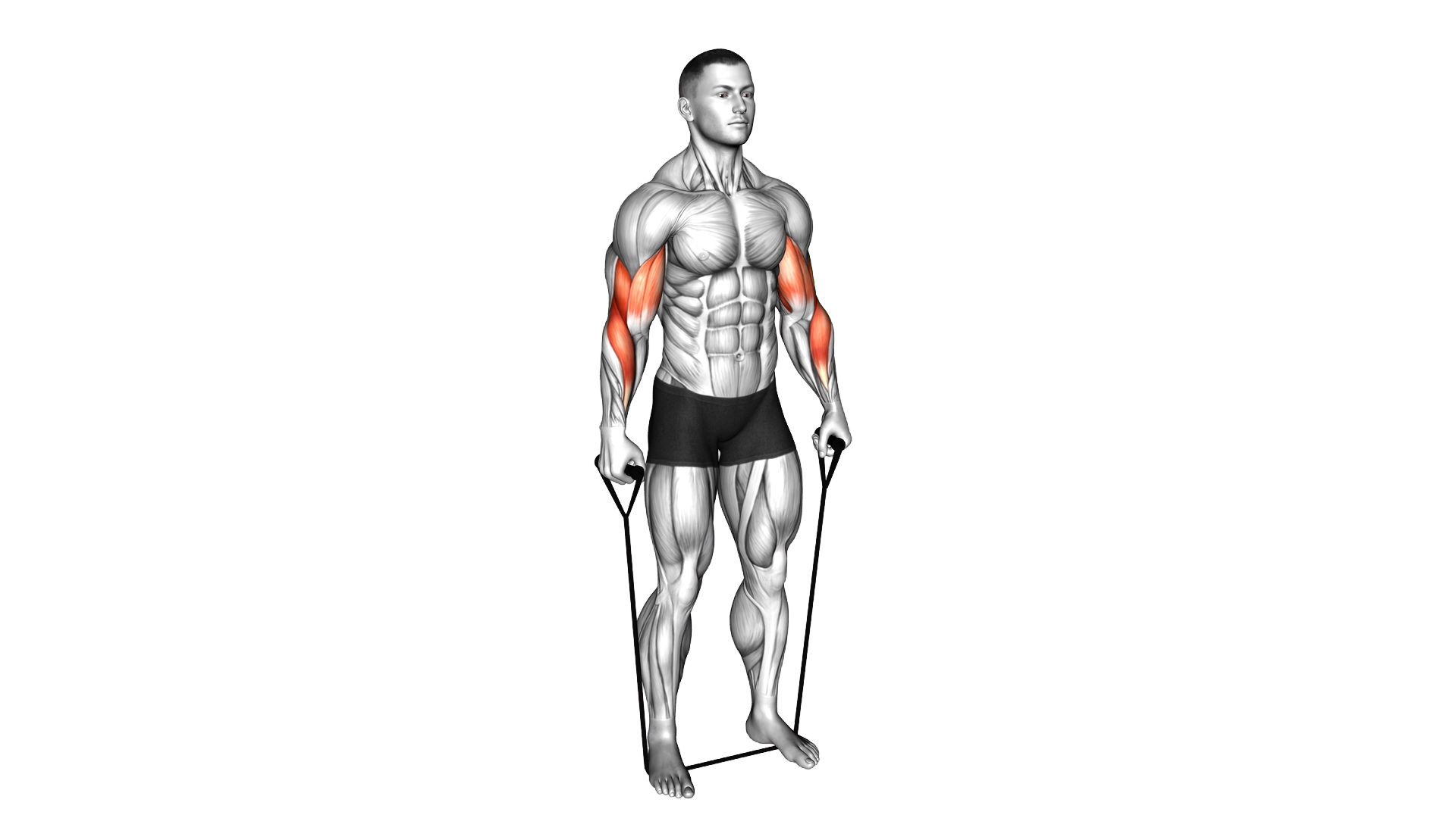 Band Standing Reverse Curl exercise demonstration